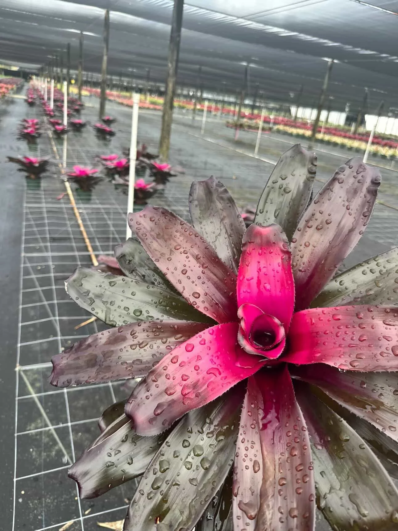 794118CD-E006-41D3-B74D-58927728EBB3 (1).jpeg