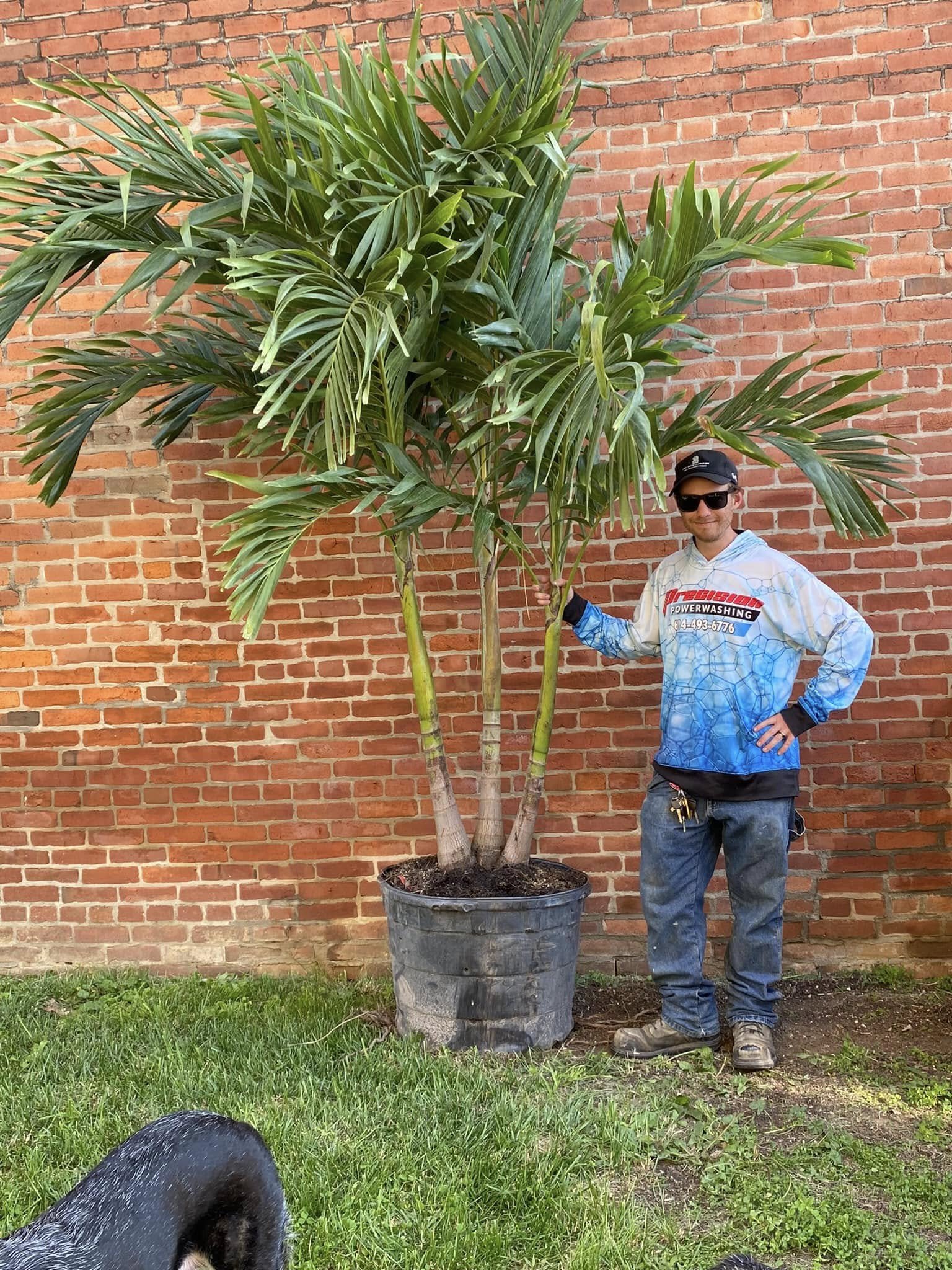 Christmas Palms
