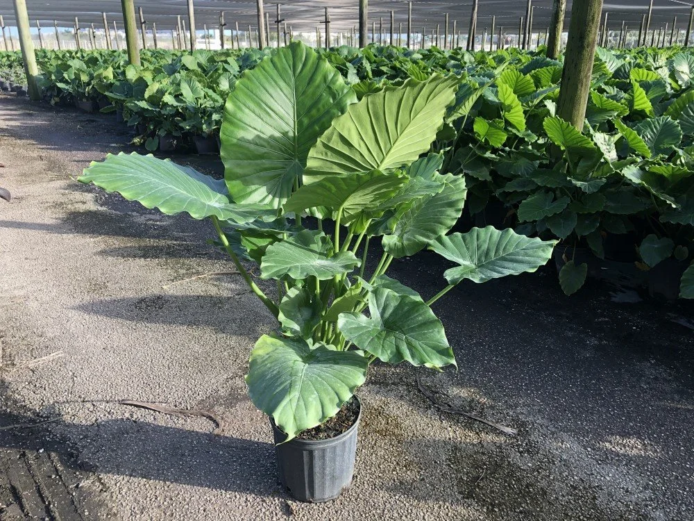 Alocasia