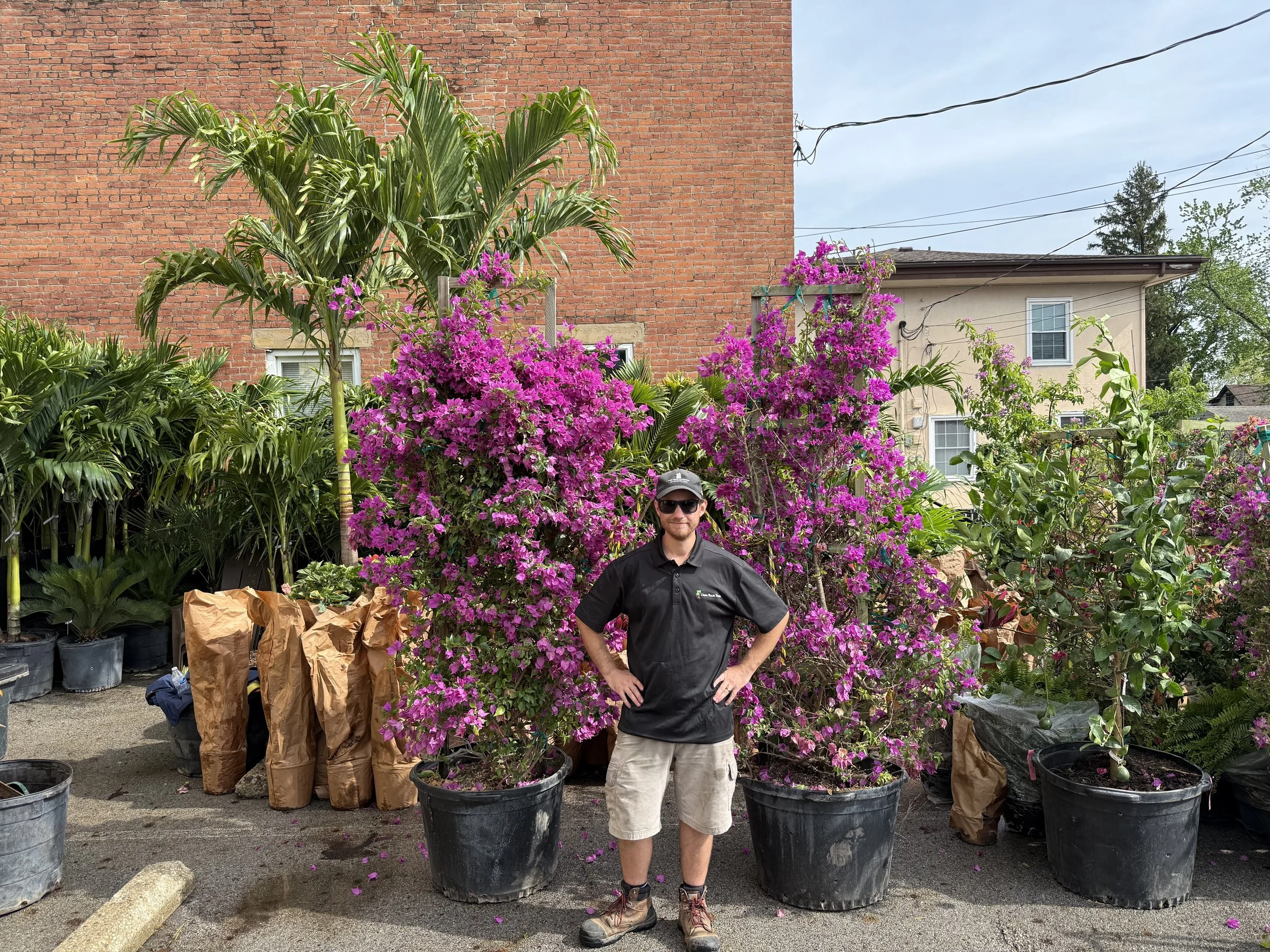 Bougainvillea