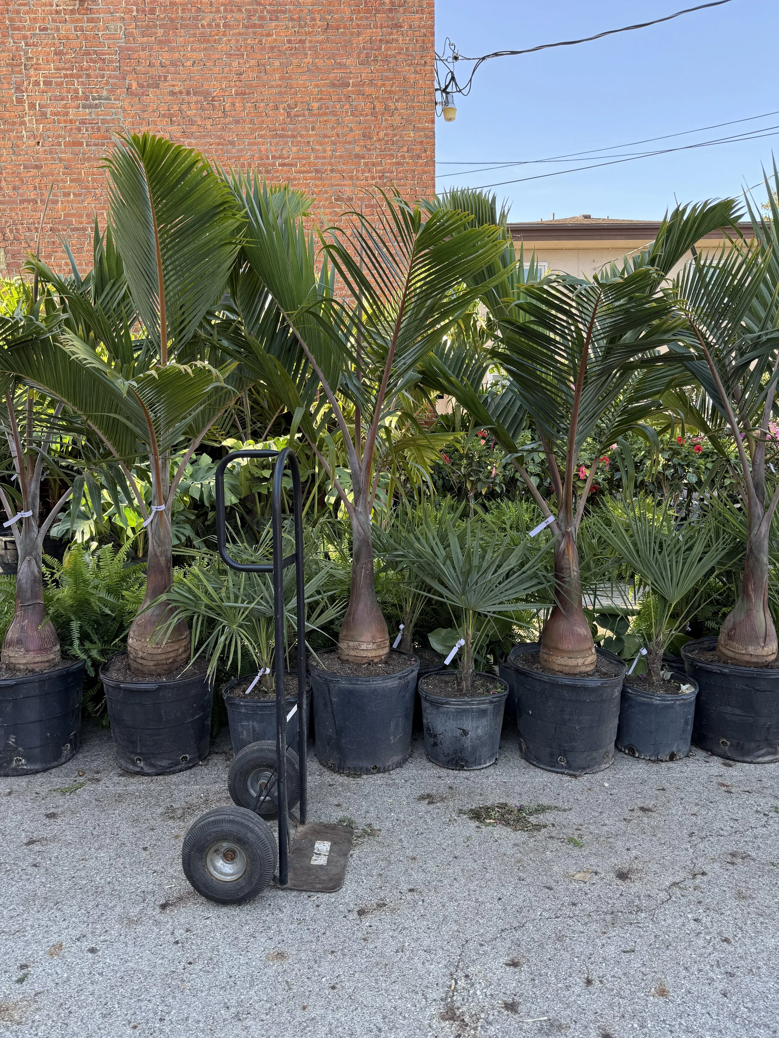 Bottle Palm