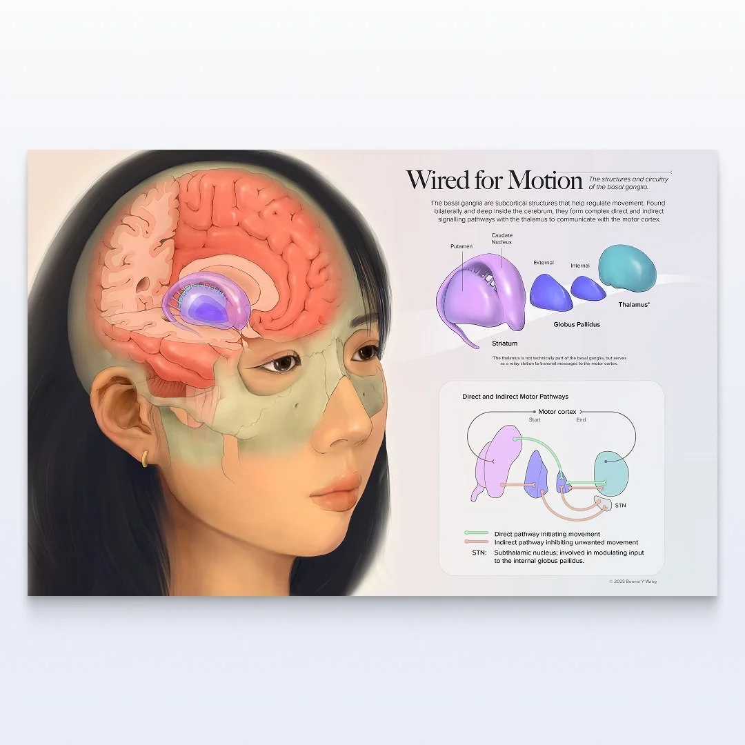 Wired for Motion: Neuroanatomical Portrait