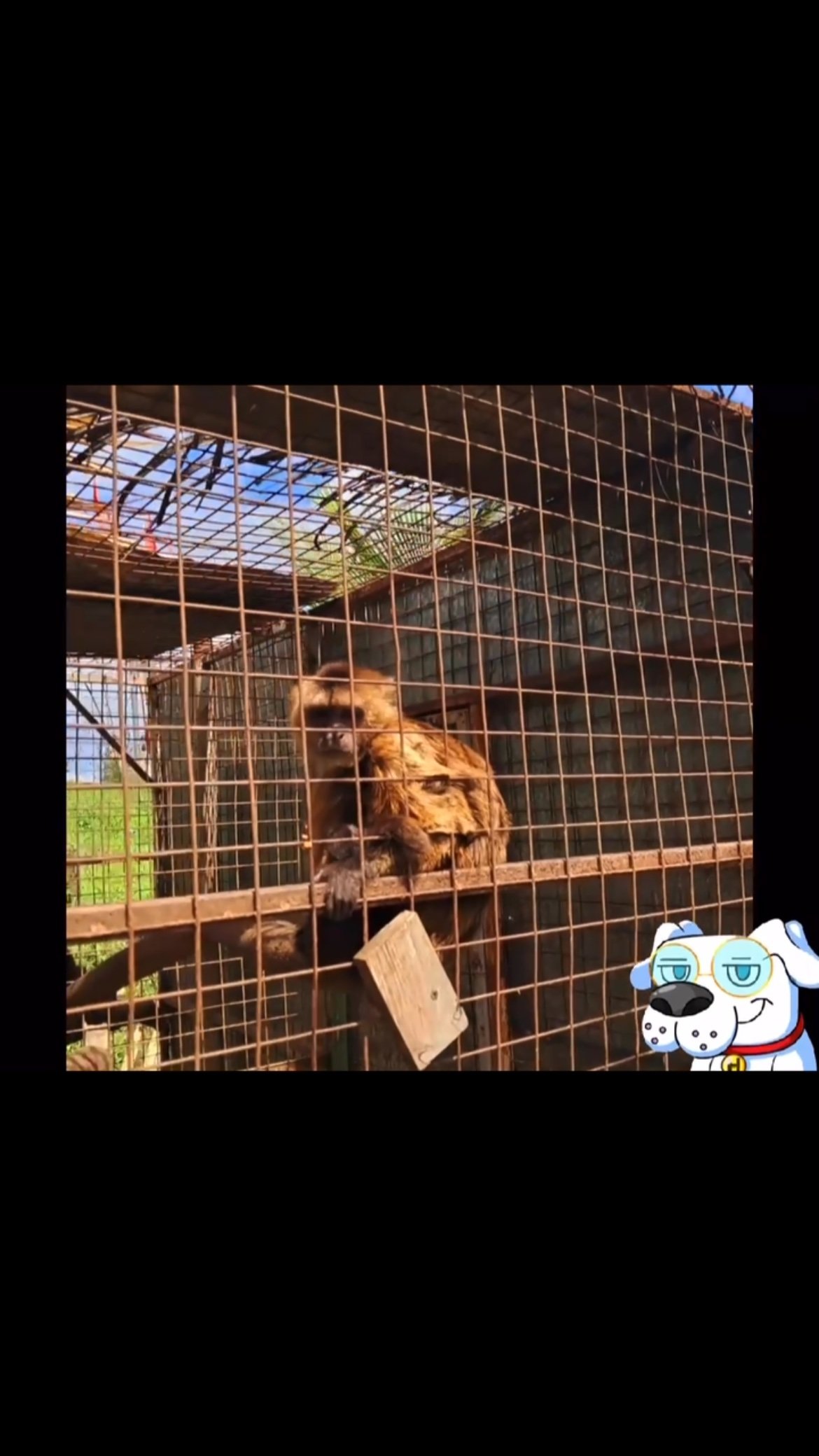 Let’s support @roar.tnt in raising the working Capital they need.
Eye Assist has pledged $15 TTD on every pair of glasses sold to ROAR until they reach their goal of $15000 TTD or until December 20th 2025
#teameyeassist #wildlife #wecare #