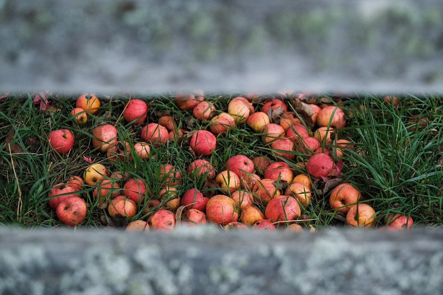 A collection of fall textures and colors seen around Vashon Island 🍂

#vashonisland #pnwfall #pnwphotography