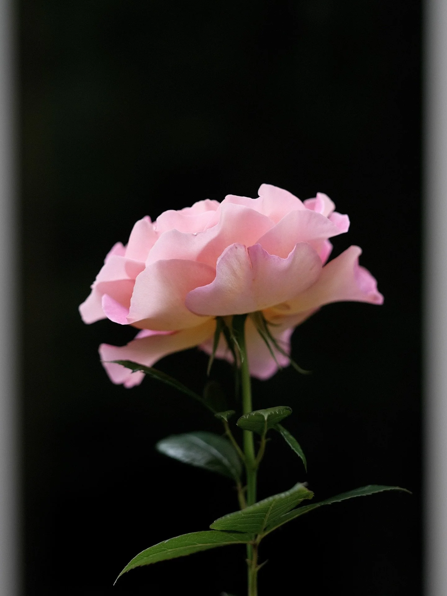 The only rose to bloom this year so I photographed her every day.