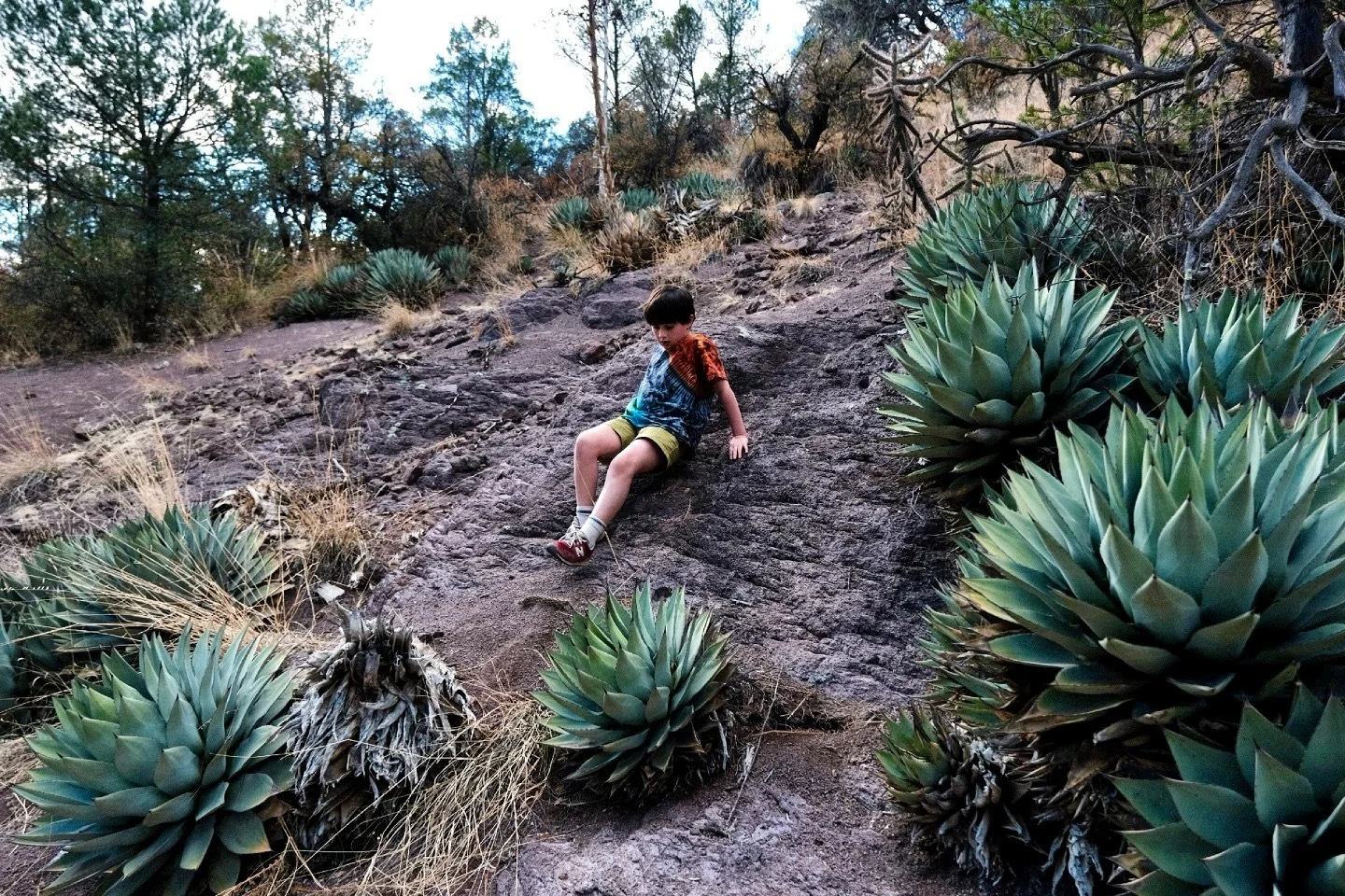 PNW kid exploring the agave filled forests in Silver City, New Mexico 

#newmexico #silvercitynm #gilanationalforest #gila