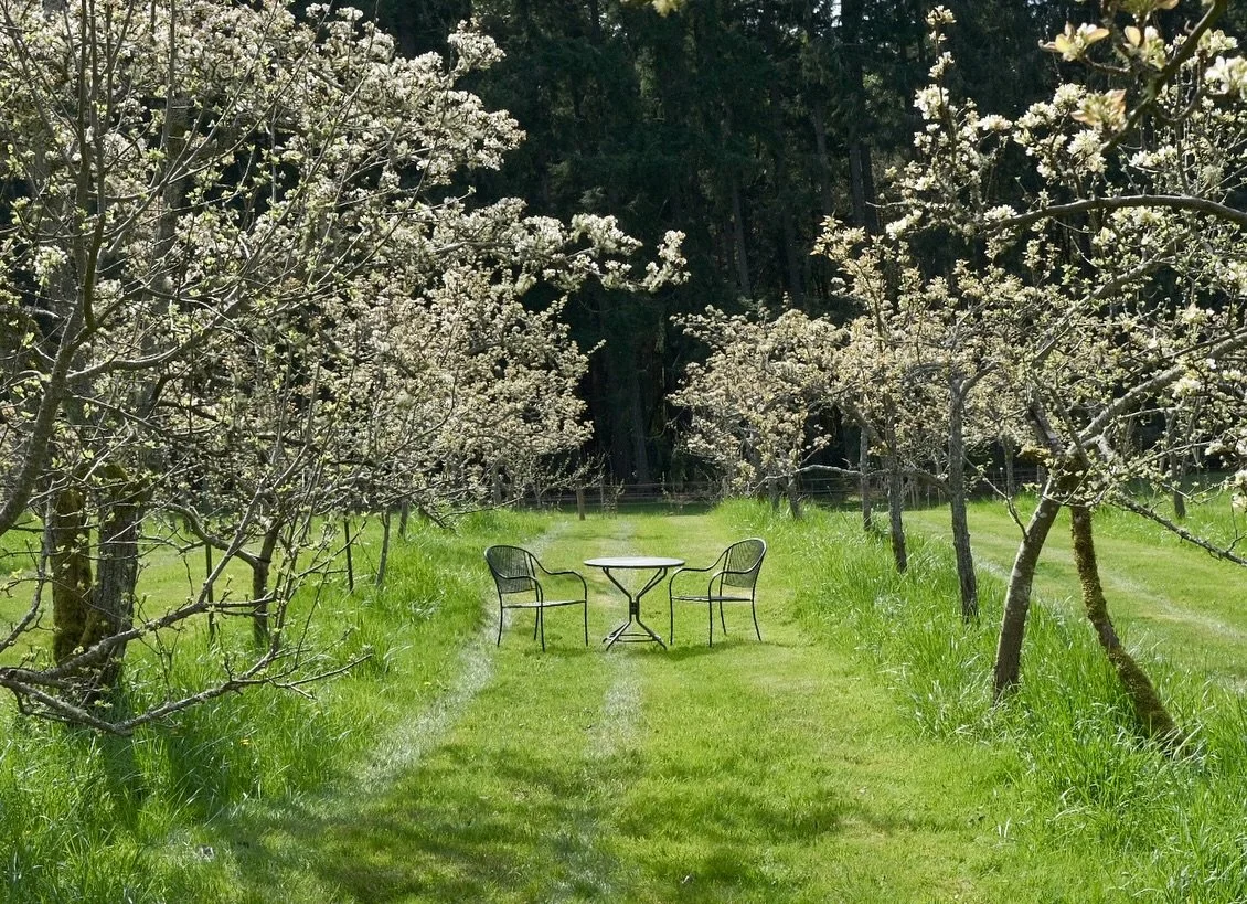 Spring at Nashi Orchards 🌸