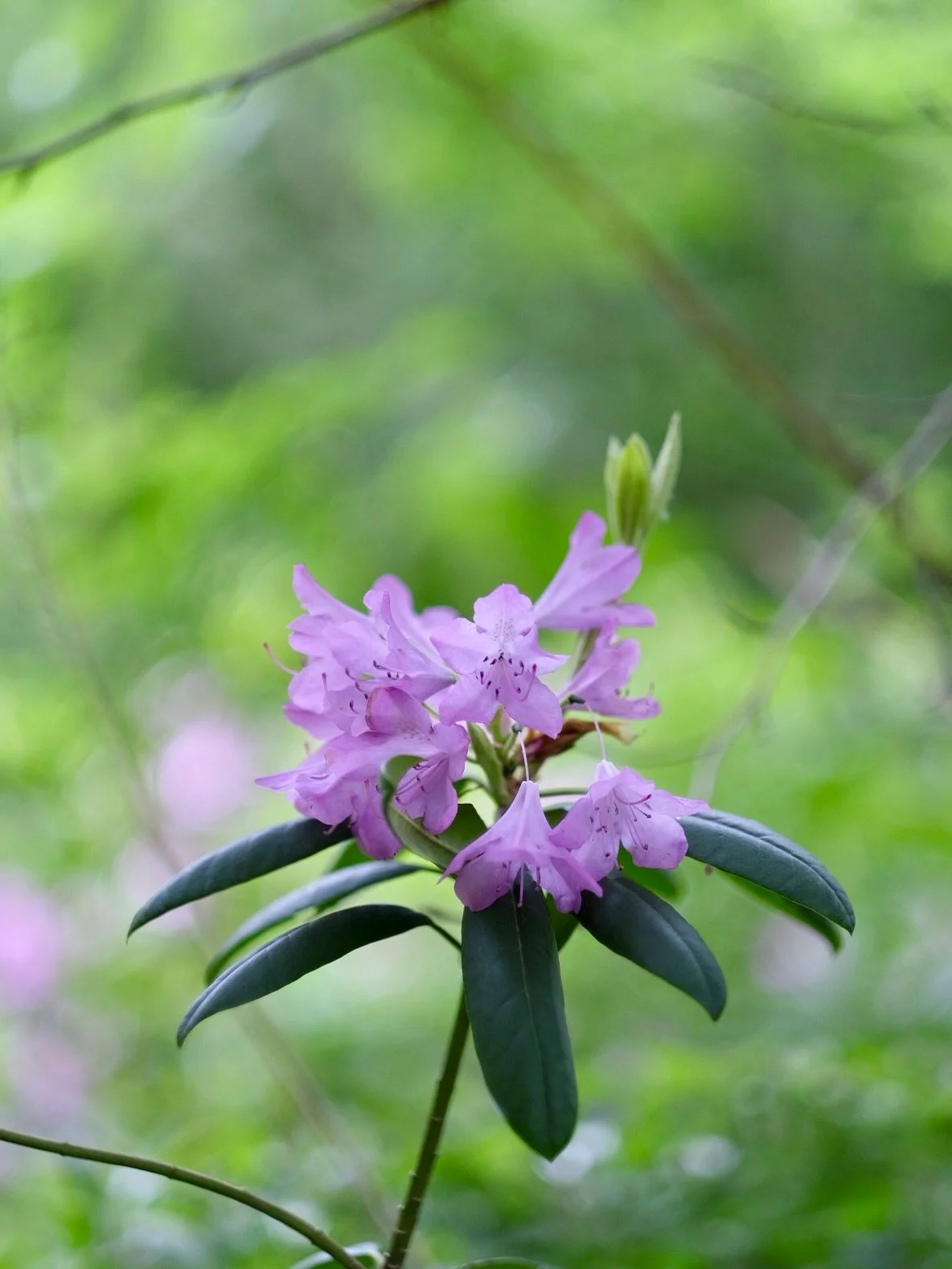We caught the last of the Rhodies at grandmas house on a misty spring morning.