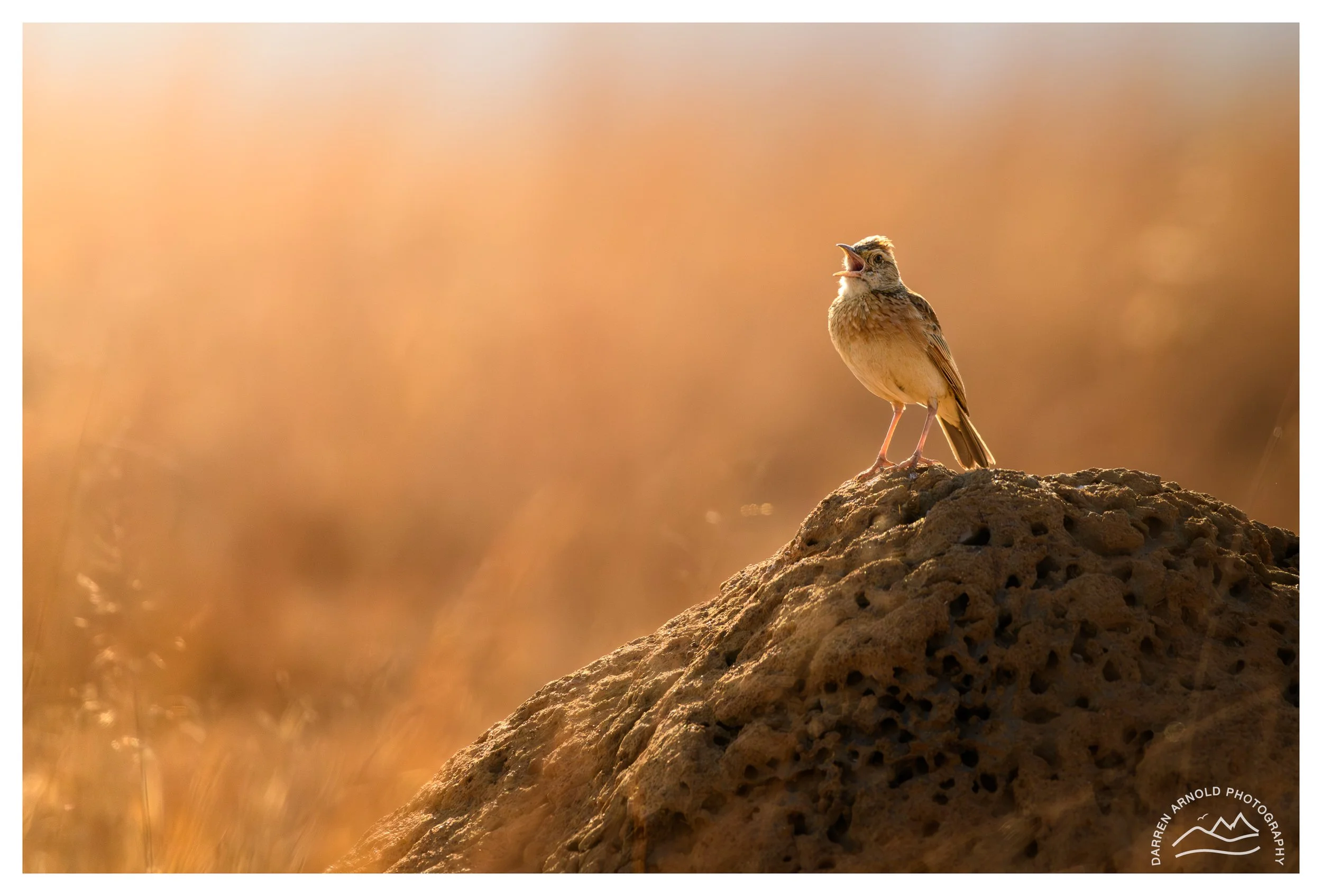 Web_Rufus Naped Lark_20221002_Rietvlei.jpg