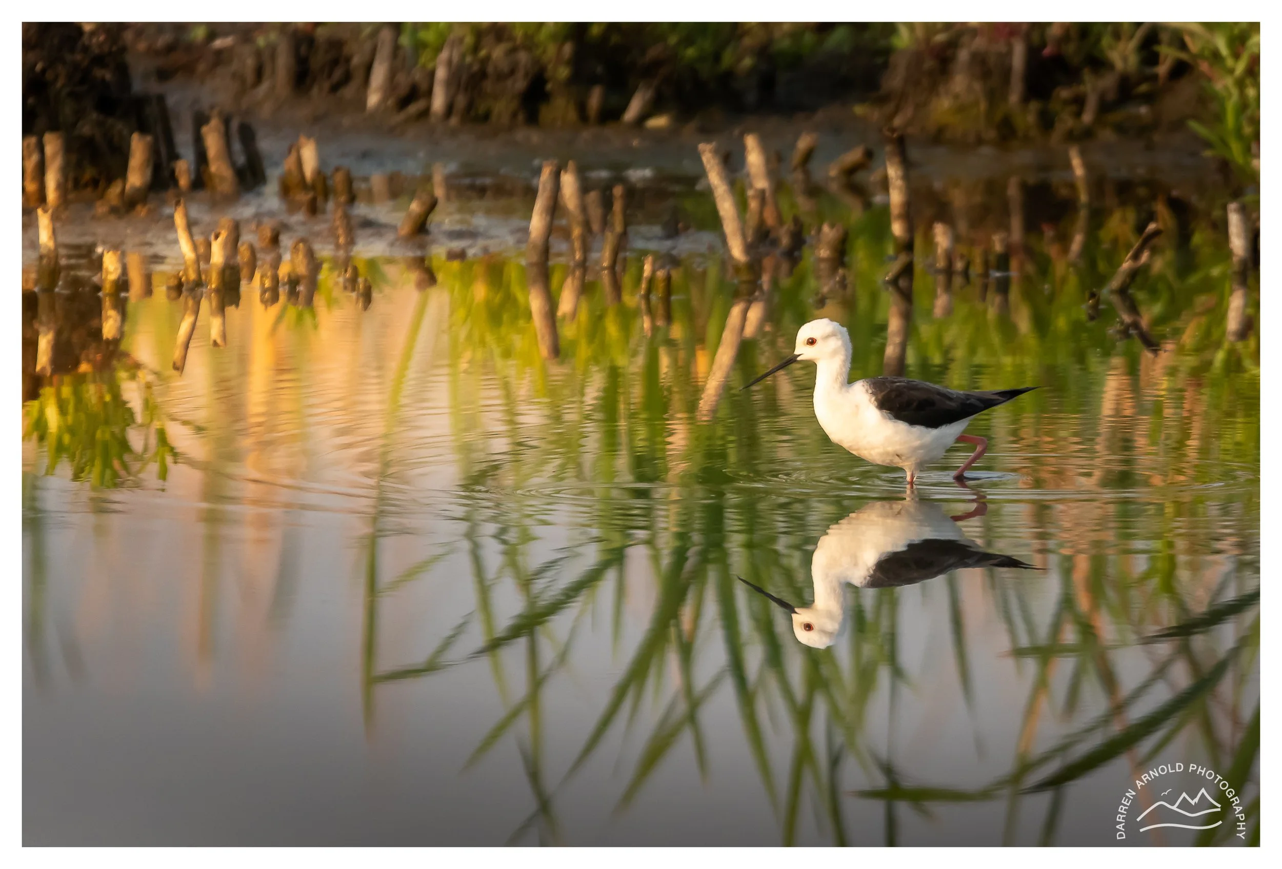 Web_Black Winged Stilt_20221009_Marievale.jpg