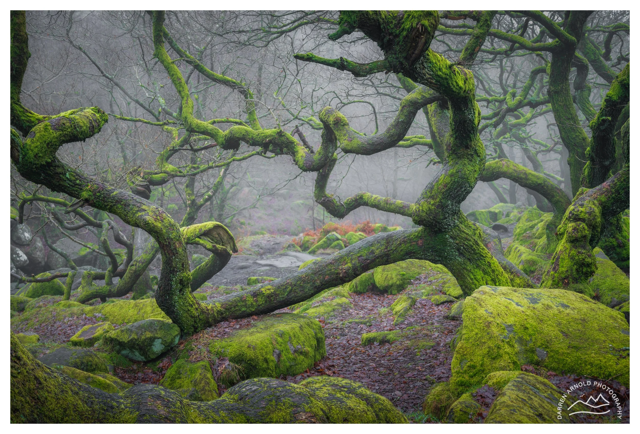 Web_Running Tree_20260115_Peak District_Padley Gorge.jpg