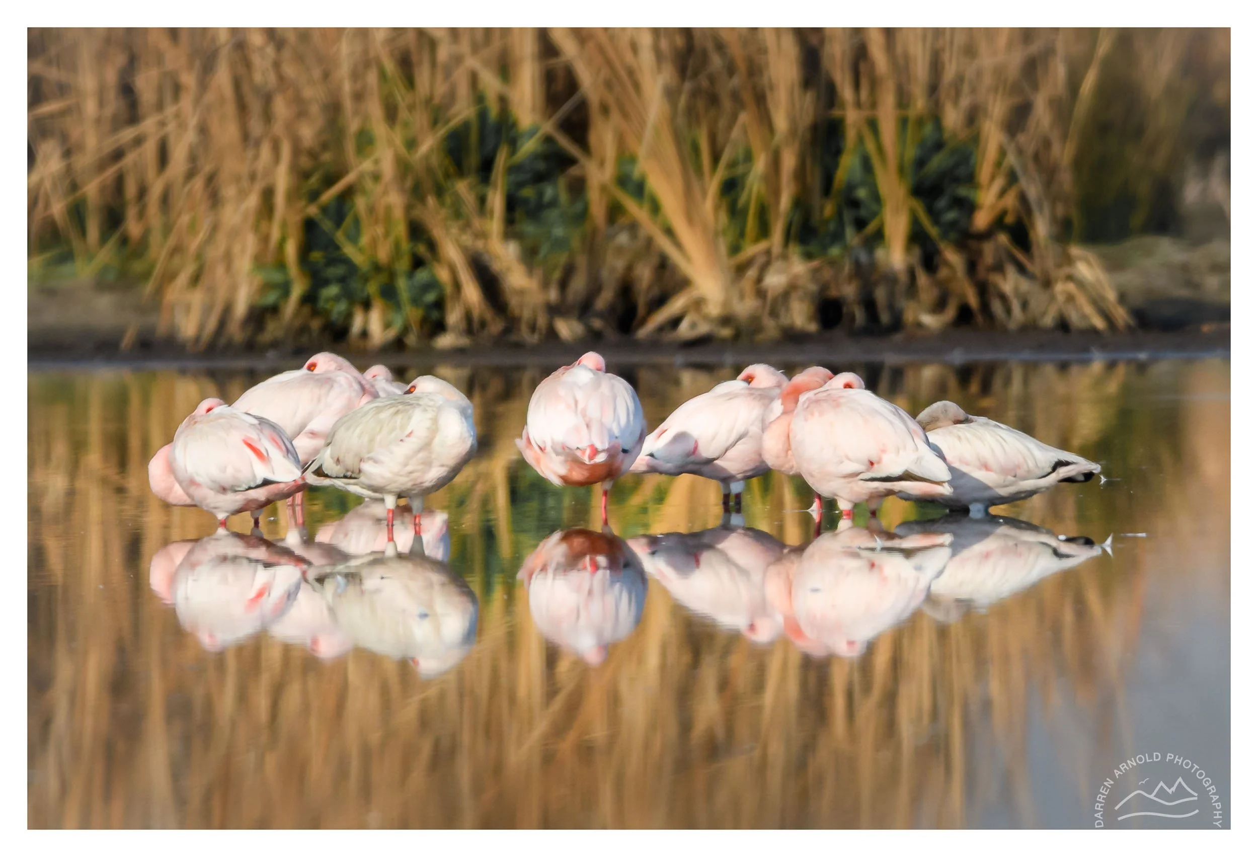 A group of pink flamingos standing in shallow water with mirrored reflections, with tall dried grasses and green plants in the background.