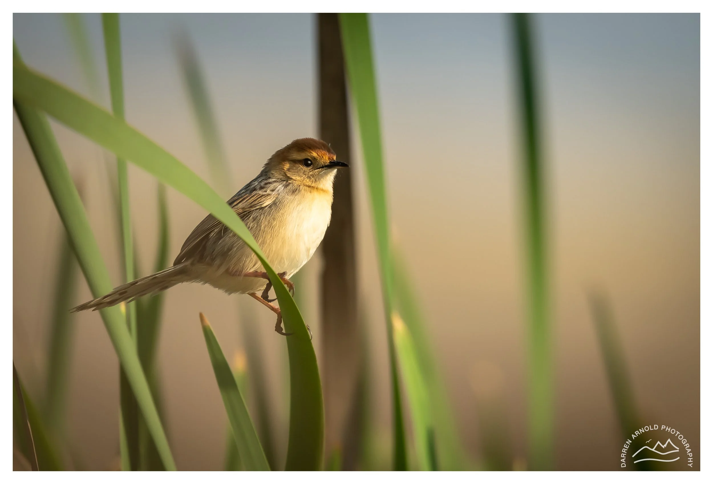 Web_Layered Cisticola_20220925_Marievale.jpg