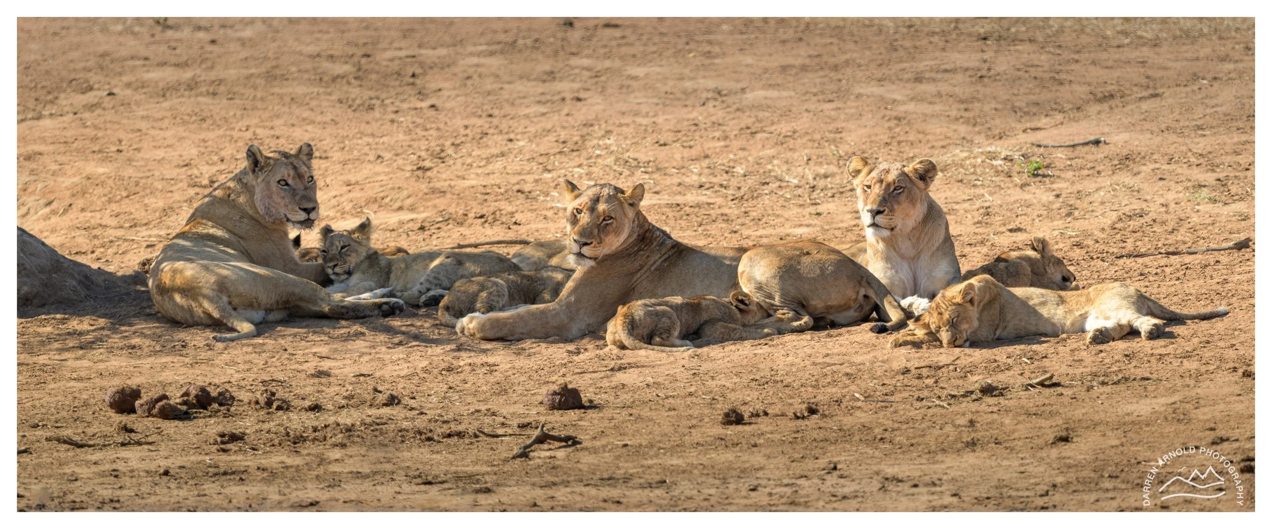 Web_Lion Pride Pano_Kruger_July25_Day4.jpg