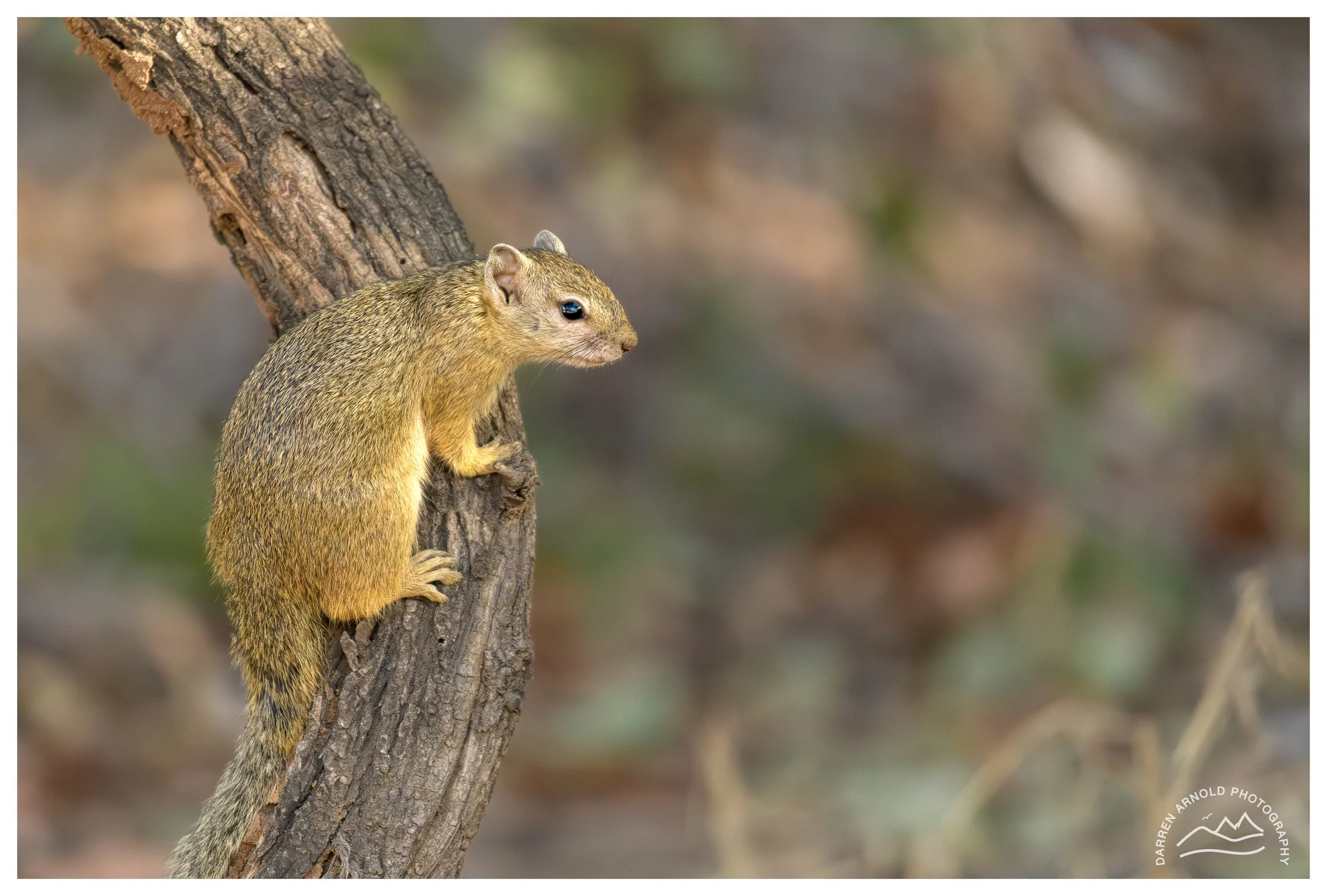 Web_Tree Squirrel_Kruger_July25_Day2.jpg