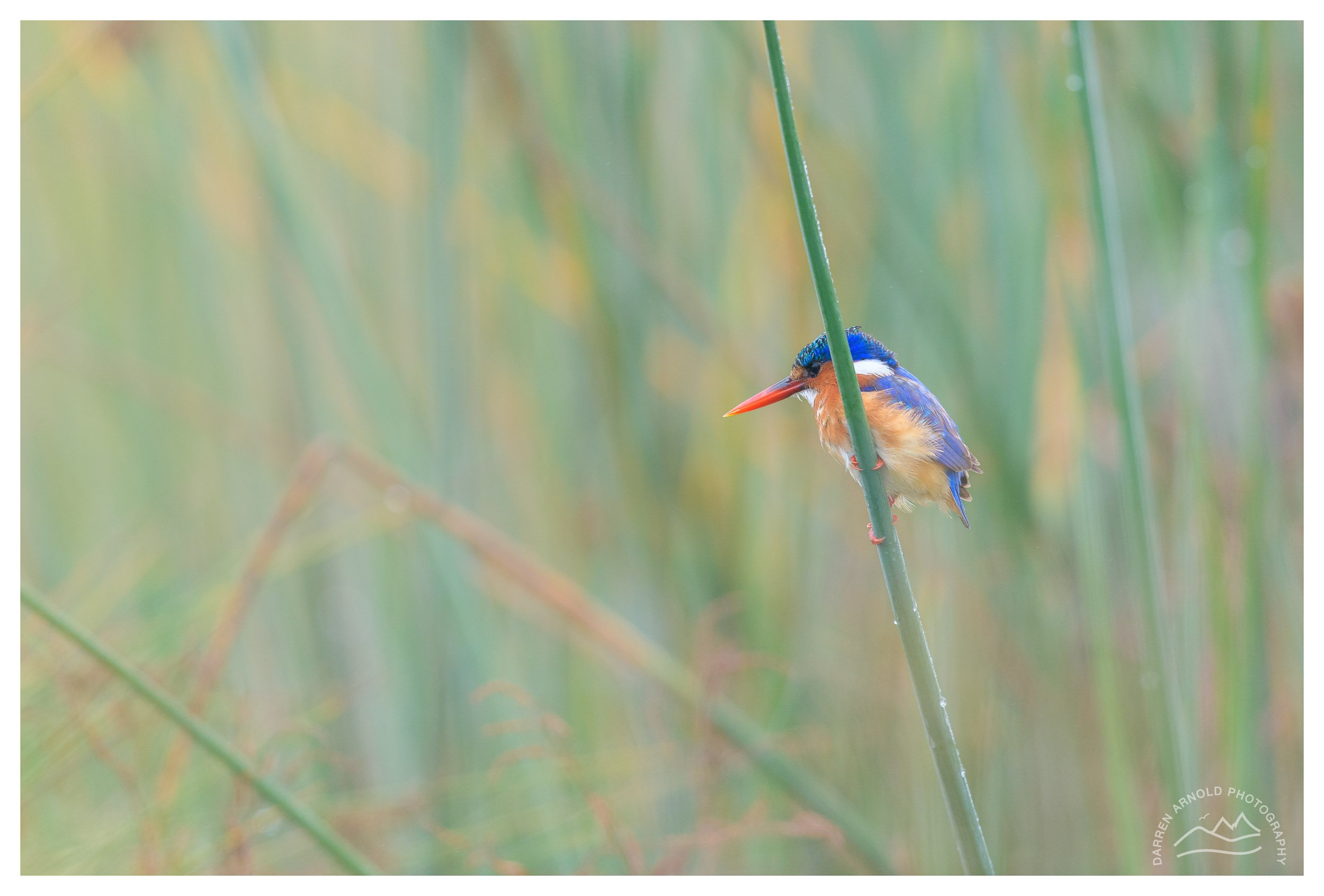A colorful kingfisher bird with orange, blue, and white feathers perches on a green reed amidst a blurred green and yellow background of tall grass or reeds.
