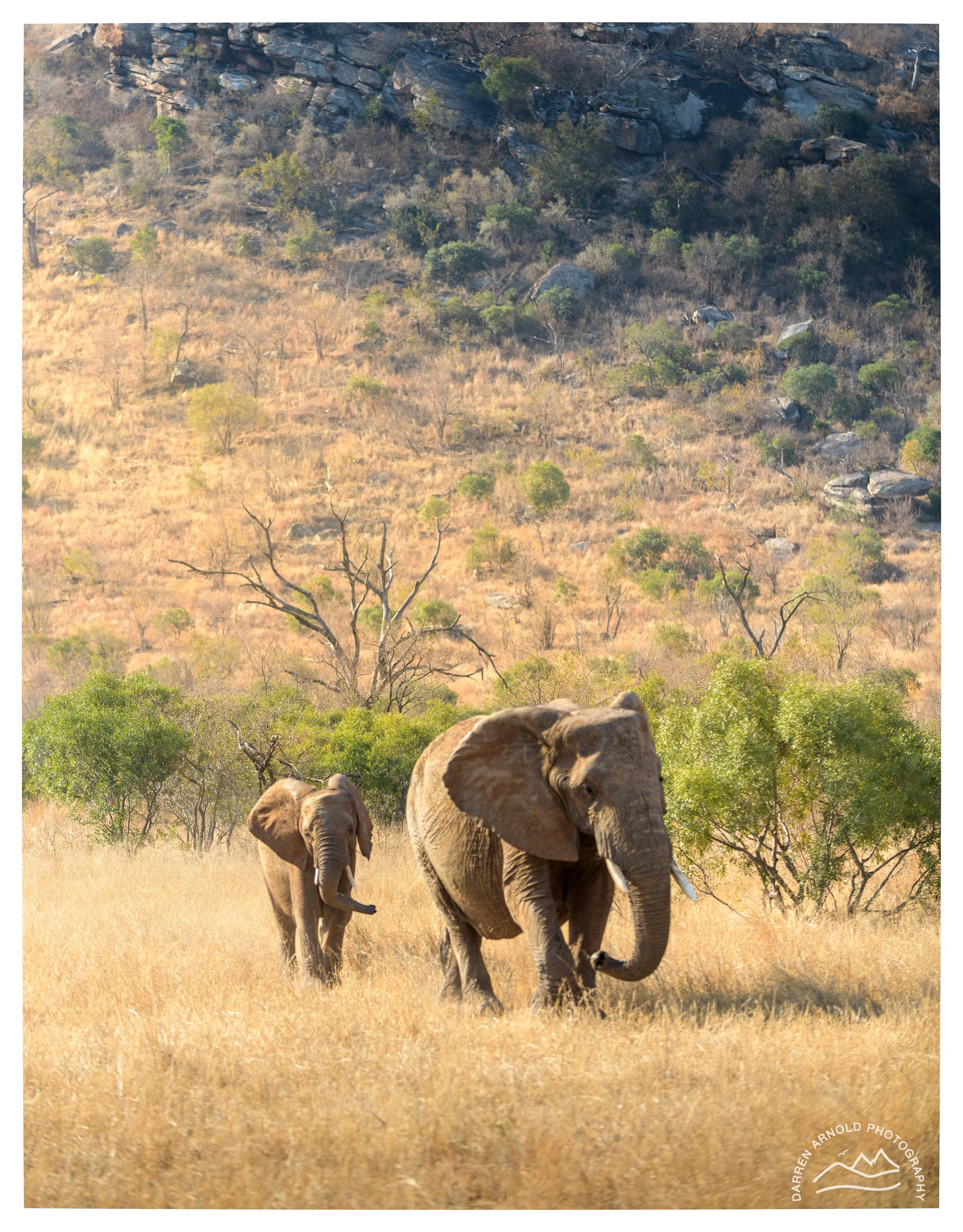 Web_Mountain Elephants_Kruger_July25_Day5.jpg