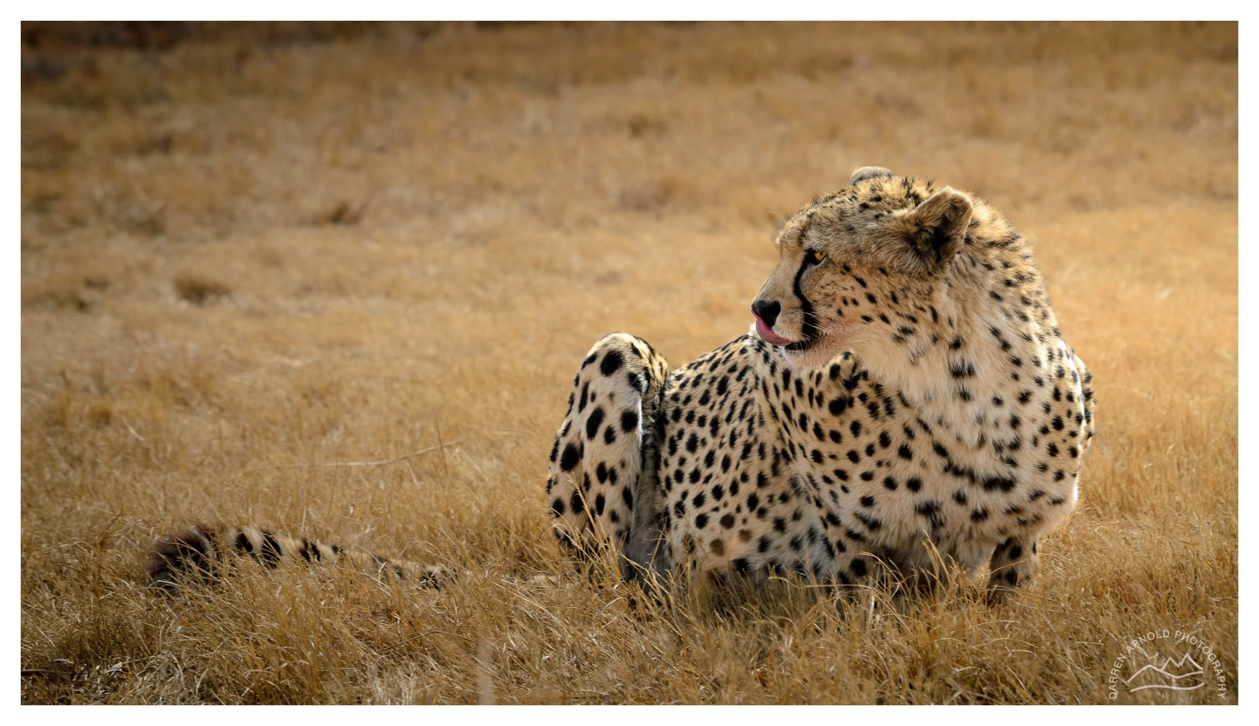 A cheetah lying in tall, dry grass, licking its nose, with a blurred background of similar grass.