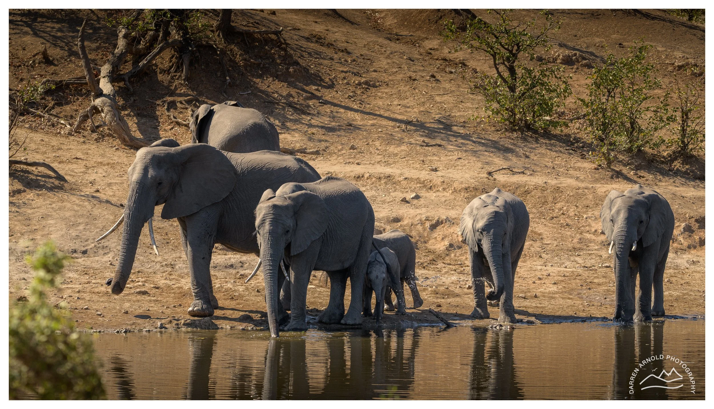 Web_Elephant River_Kruger_July25_Day2.jpg