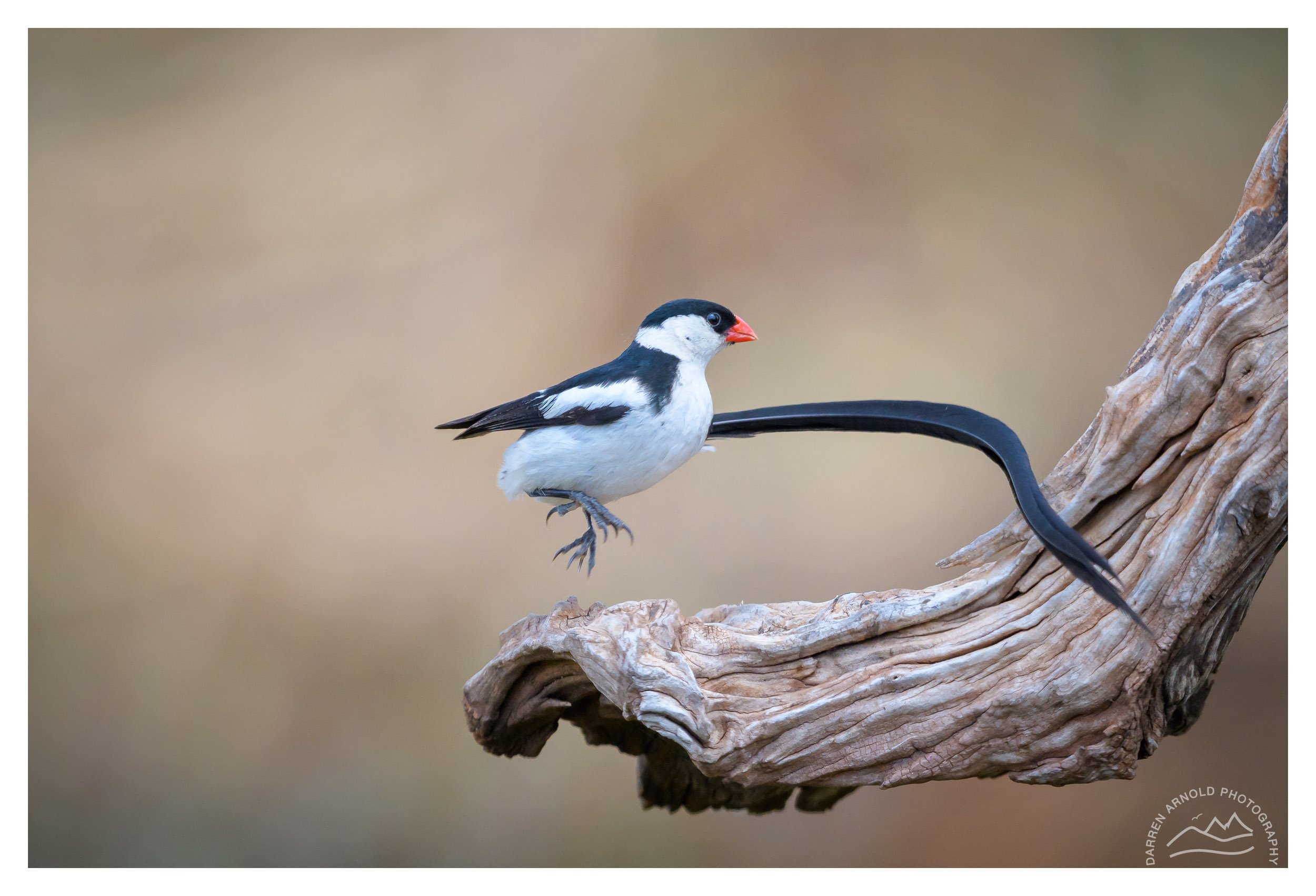 A bird with black and white plumage, an orange beak, and long tail perched on a twisted piece of weathered wood against a blurred beige background.
