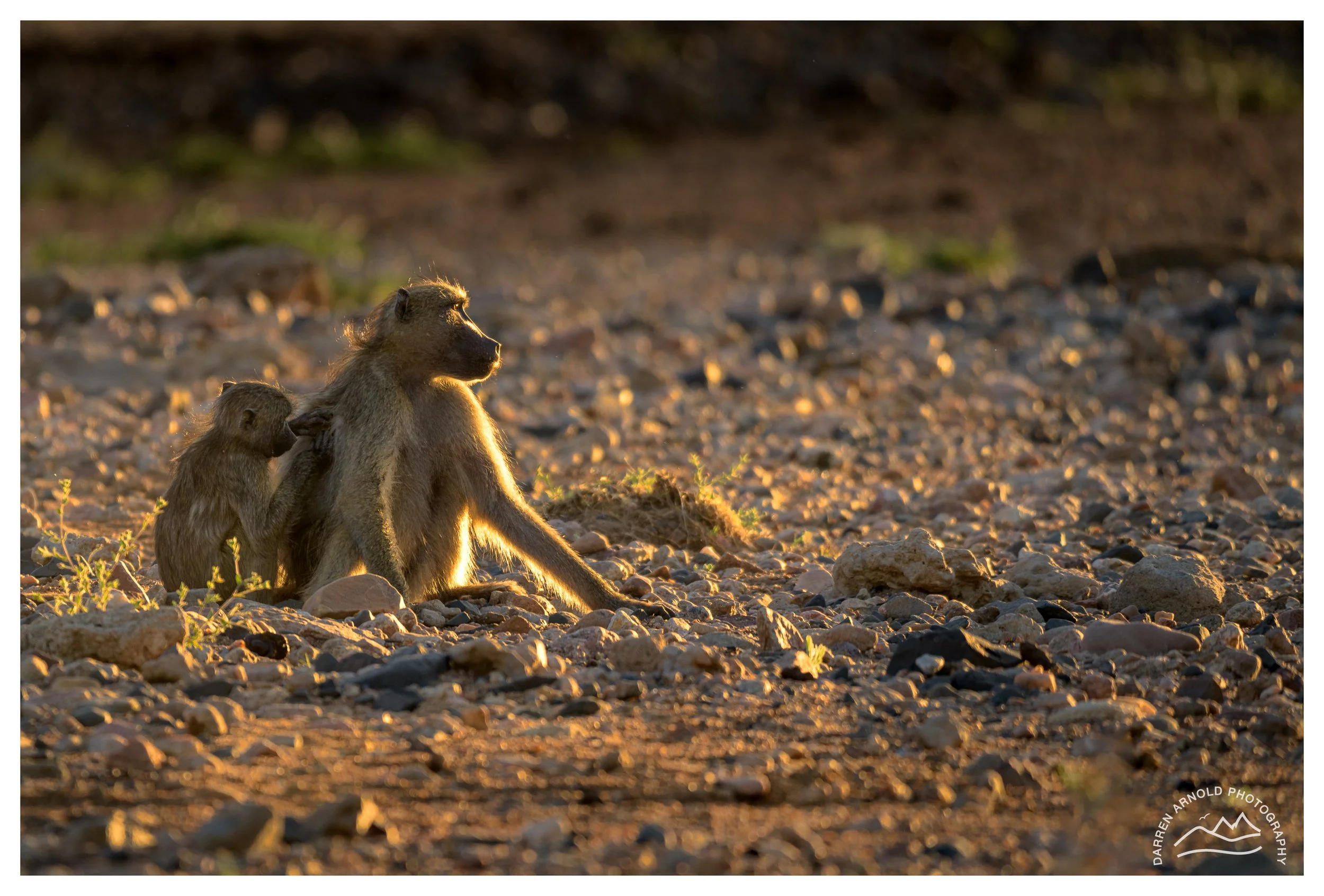 Web_Mother and Child Baboon_Kruger_July25_Day1.jpg