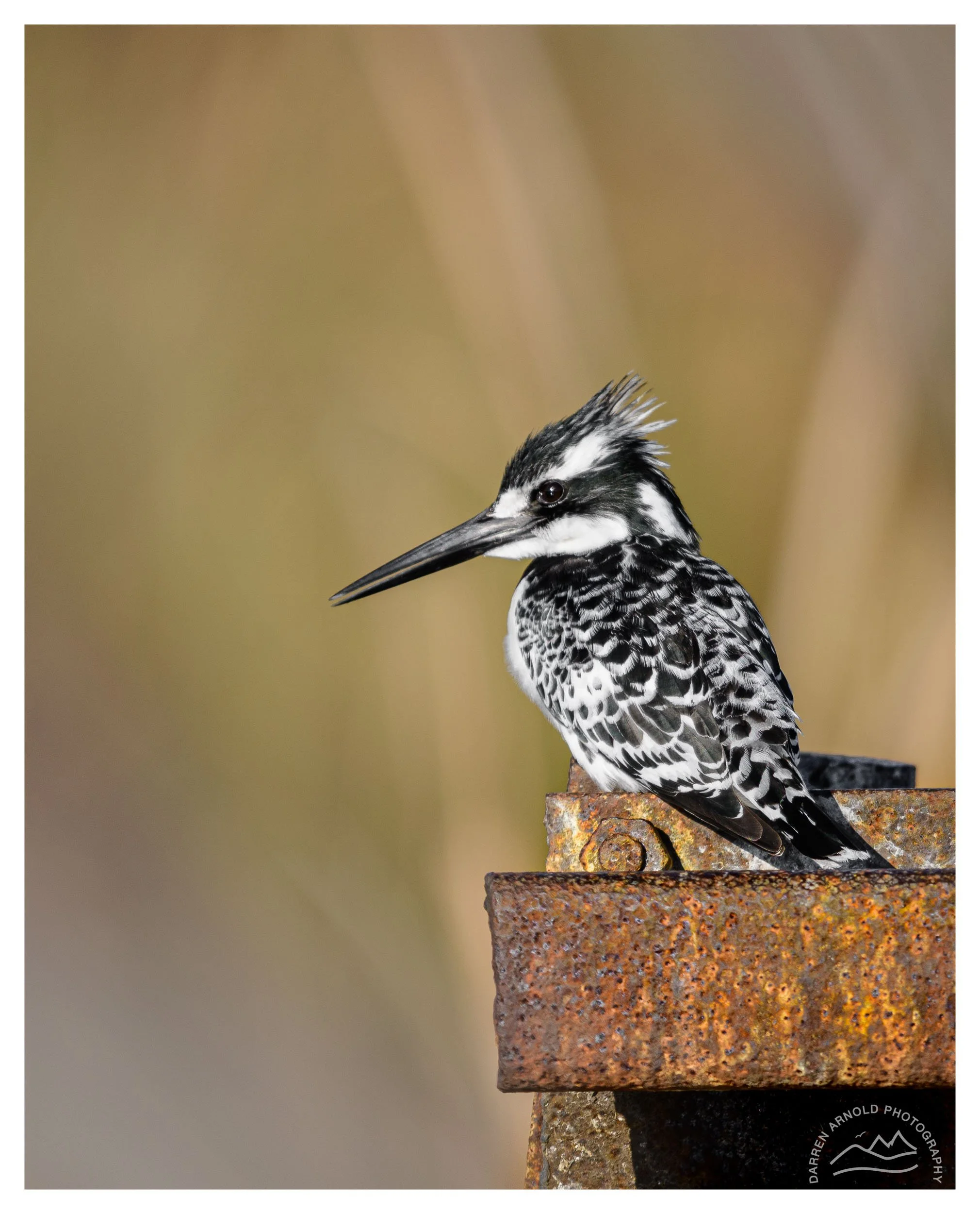 Black and white bird, likely a woodpecker, perched on a rusted metal surface with a blurred beige background.