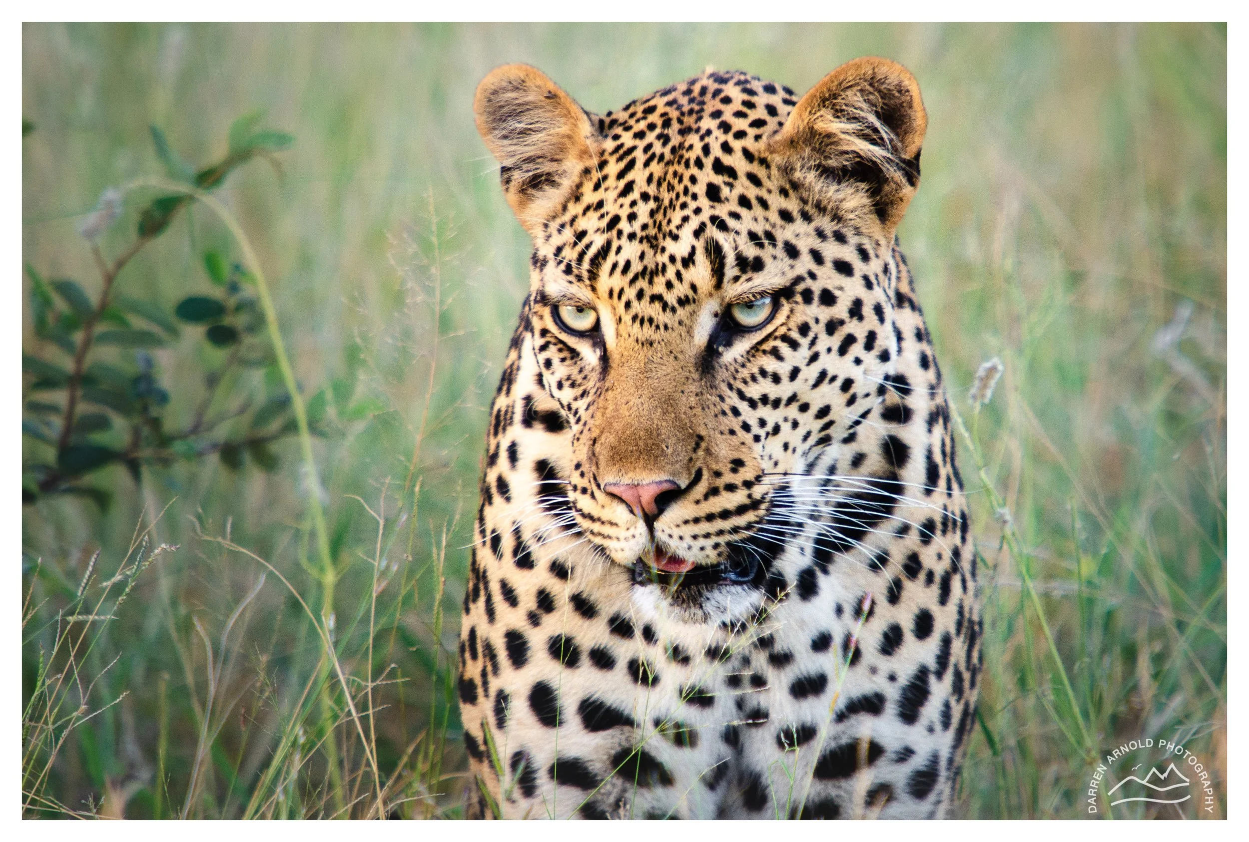 Web_Leopard Portrait_2012Mar_Rock Fig Lodge.jpg