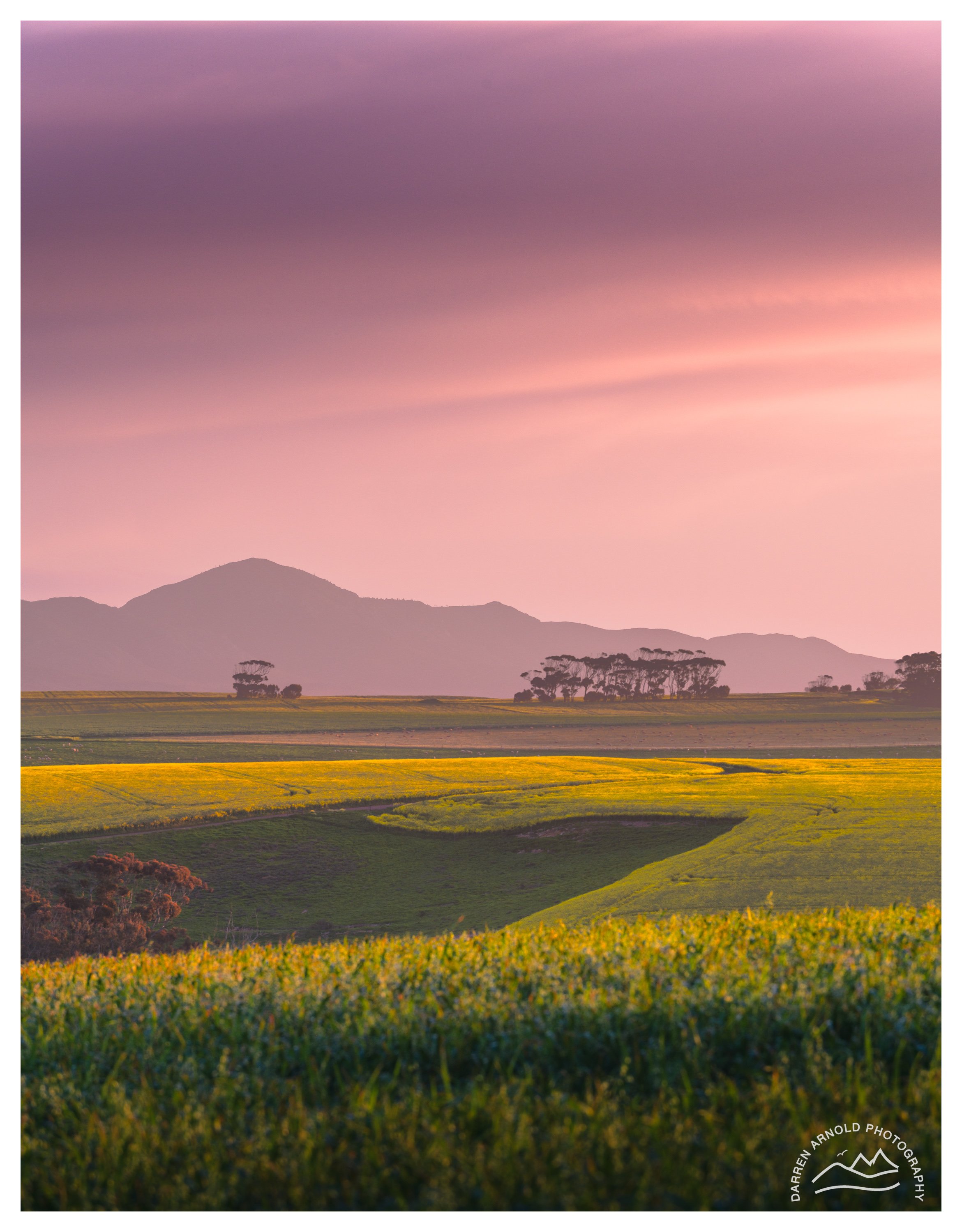 Web_Yellow and Purple_20250905_pm_Overberg.jpg