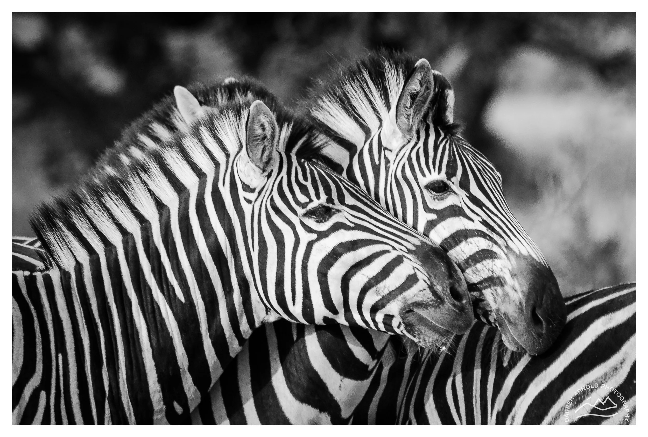 Web_Zebra B&W_2012Mar_Rock Fig Lodge.jpg