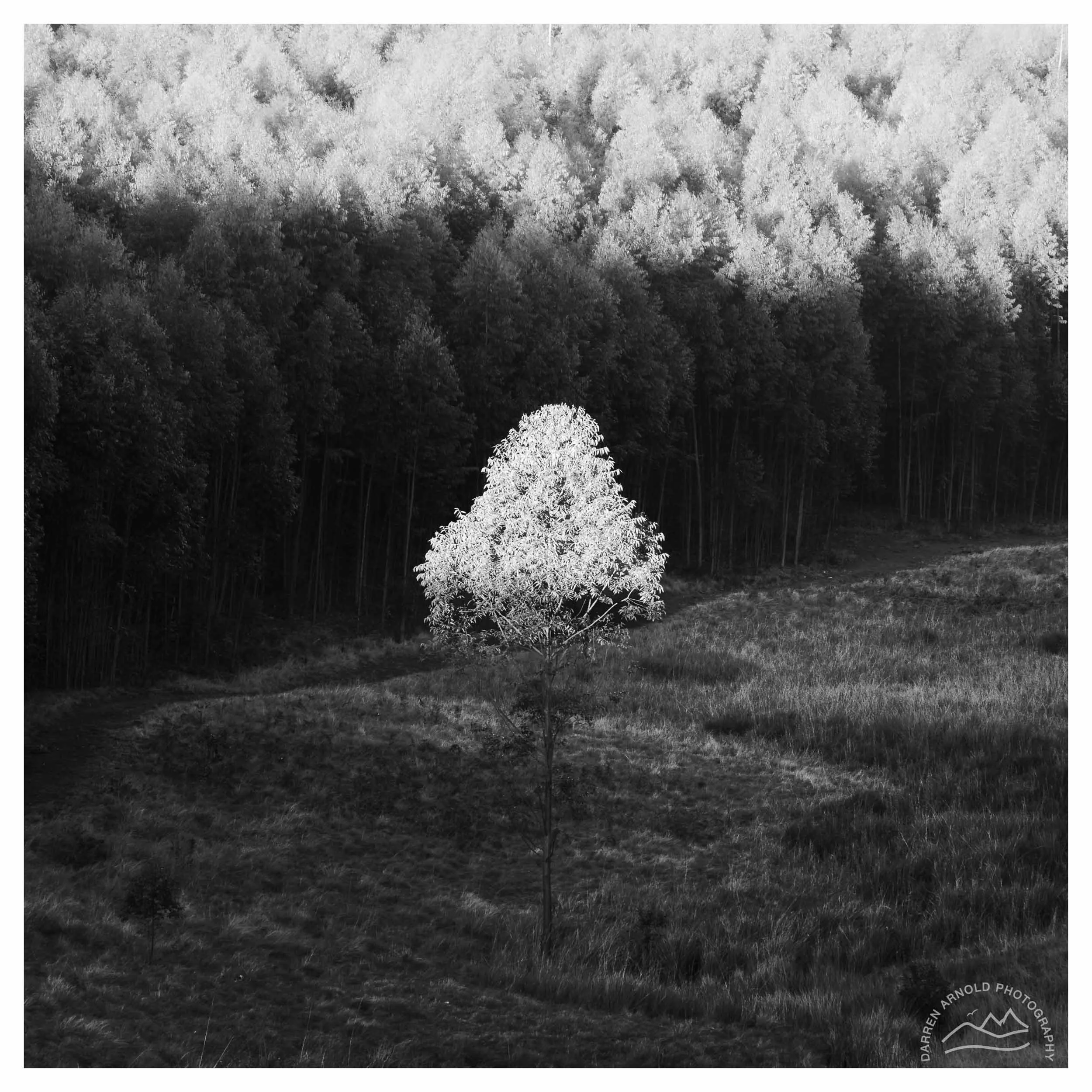 A lone tree stands in a grassy field in front of a dense forest. The image is in black and white, with the tree illuminated, contrasting with the darker background of trees. The photo is credited to Darren Arnold Photography.