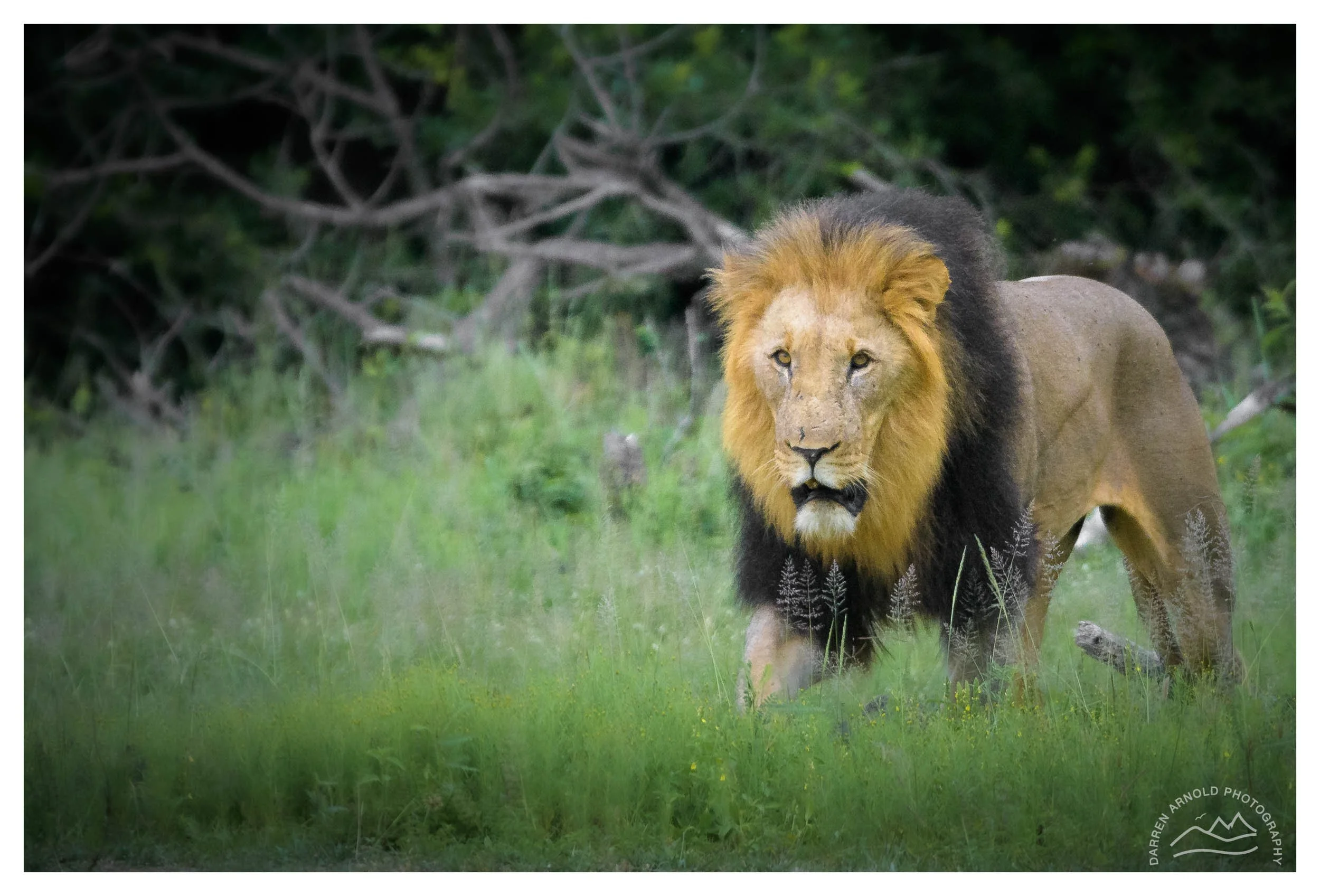 A male lion walking in a grassy area with trees and branches in the background.