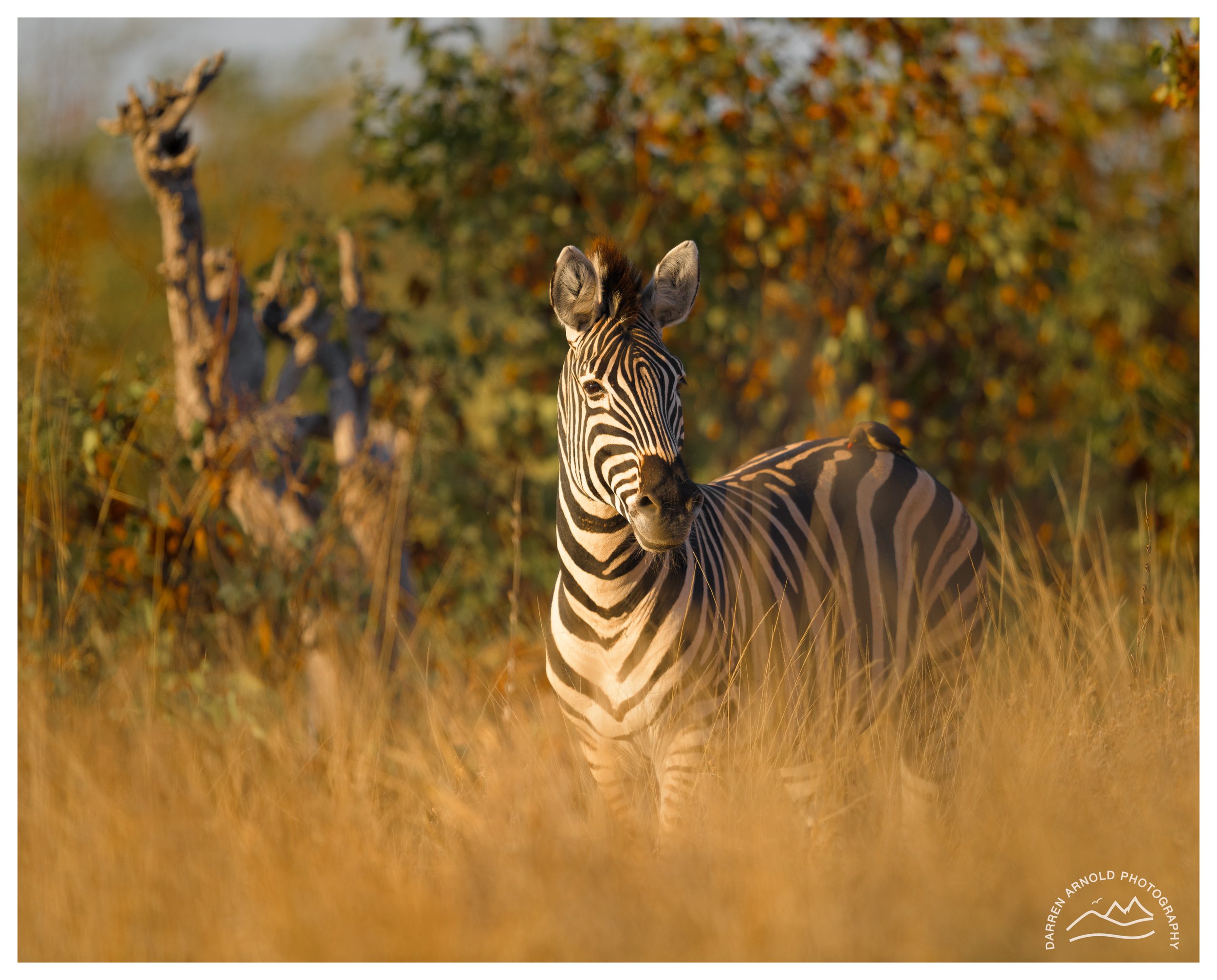 Web_Zebra in Grass_Kruger_July25_Day1.jpg