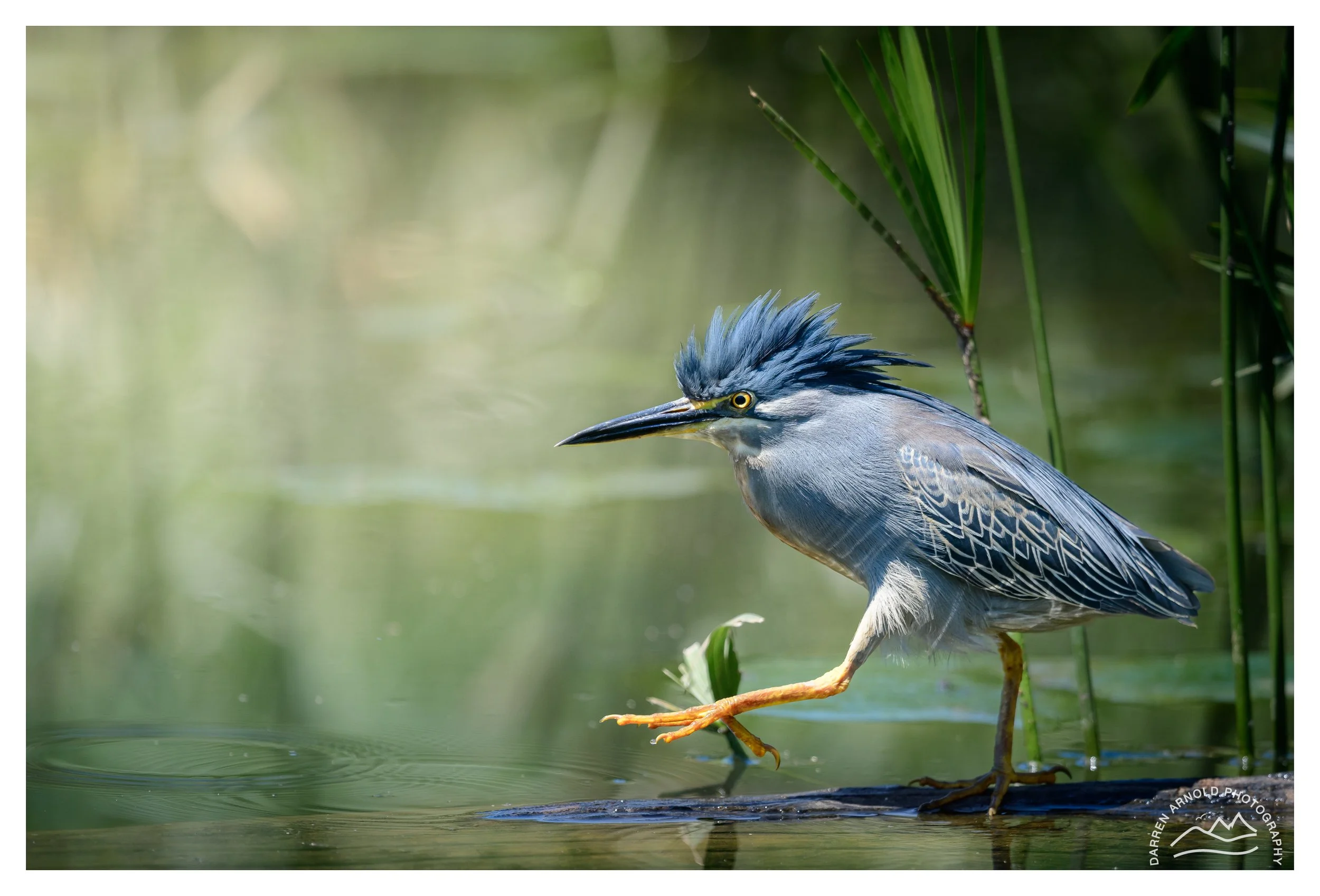 Web_Heron Attitude_20241117_Walter Sisulu Botanical Gardens.jpg