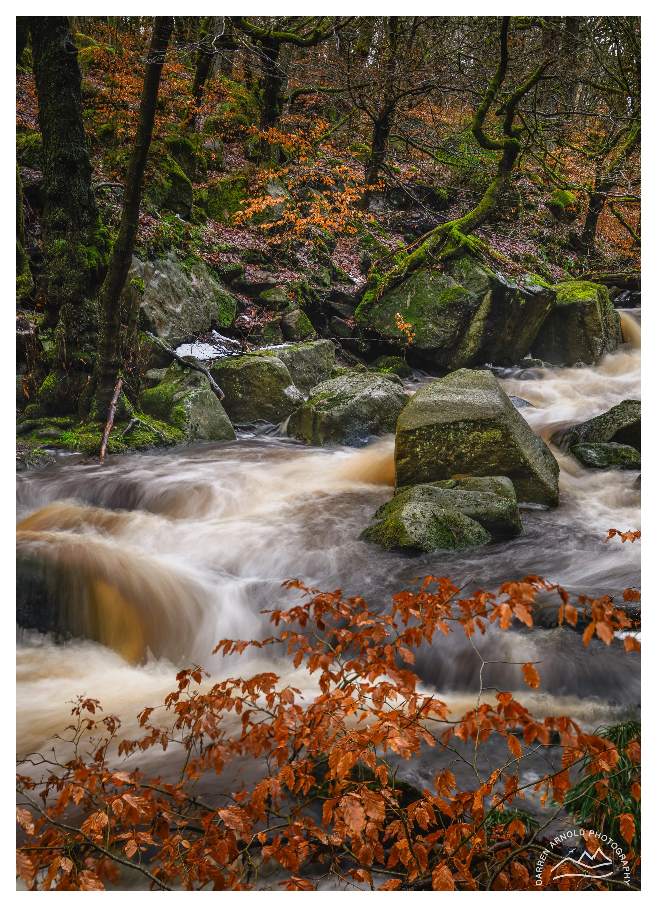 Web_Birch and River_20260112_Peak District_Padley Gorge.jpg