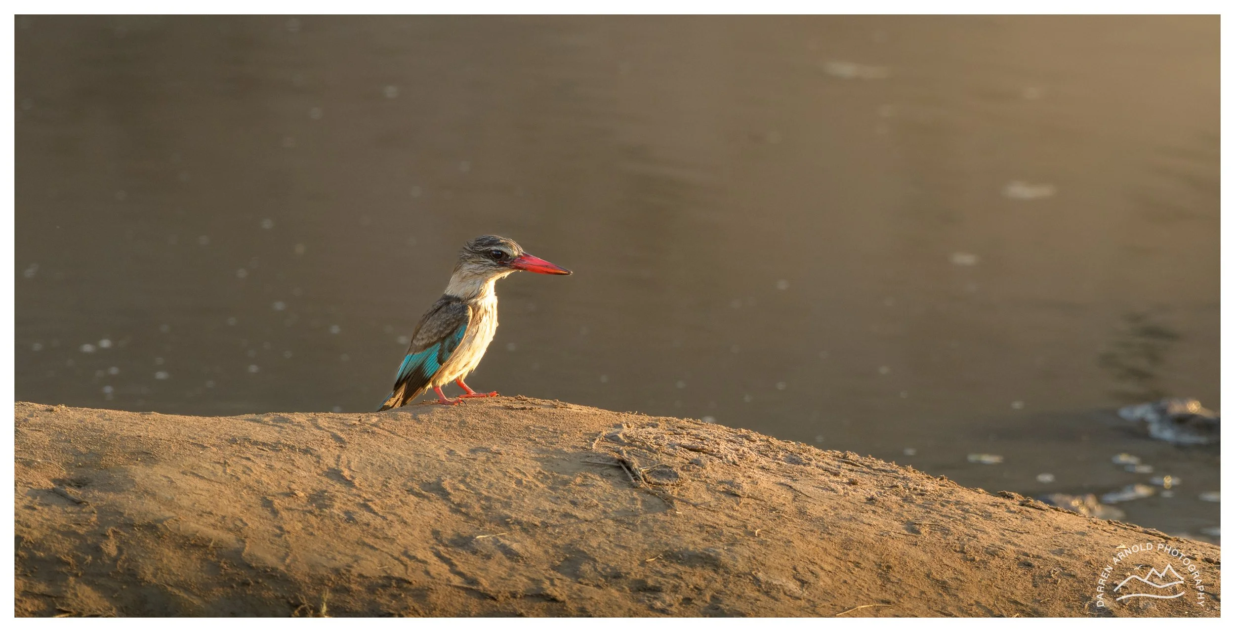 Web_Brown Hooded Kingfisher_Kruger_July25_Day1.jpg
