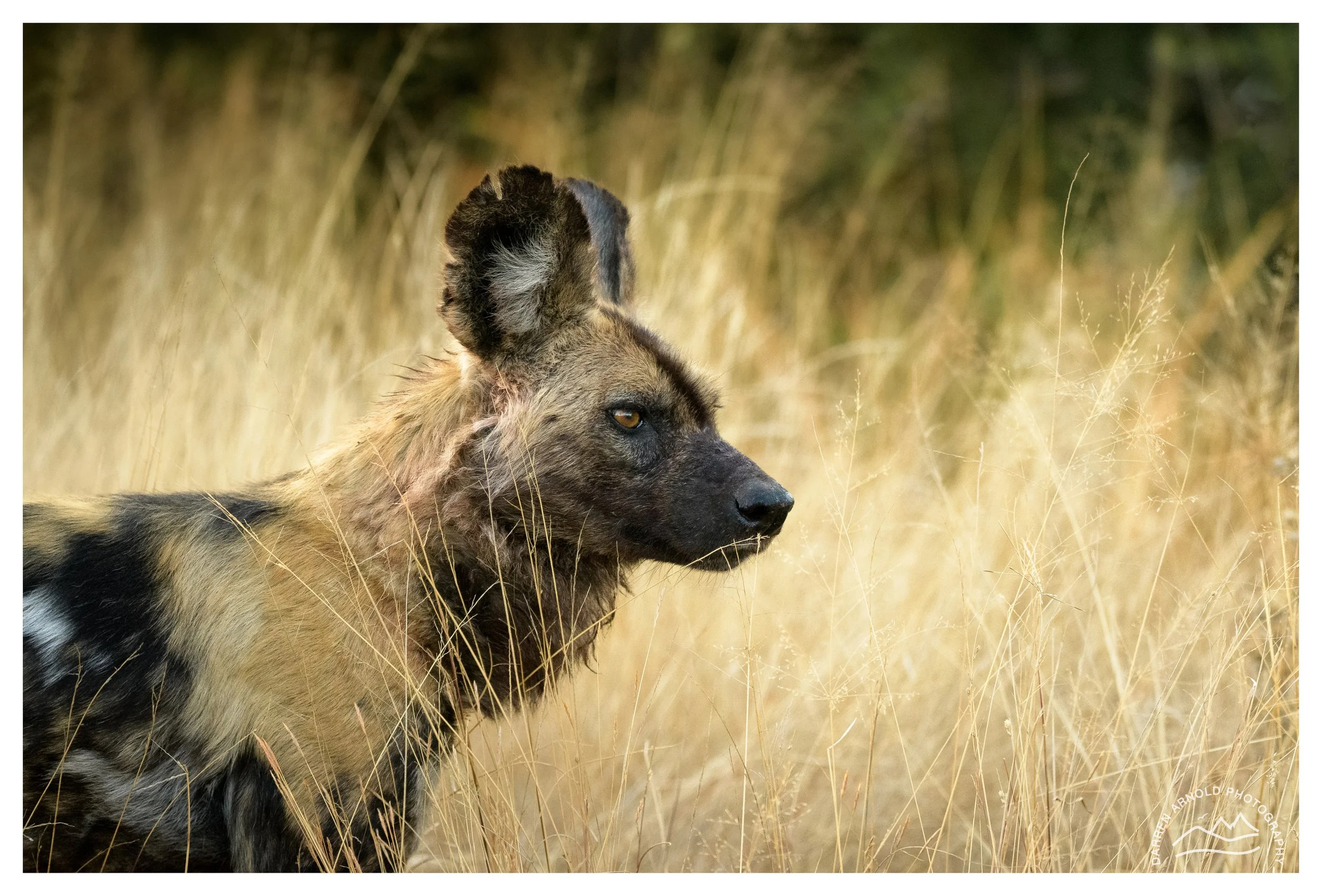 Web_Wild Dog Intent_Kruger_July25_Day4.jpg