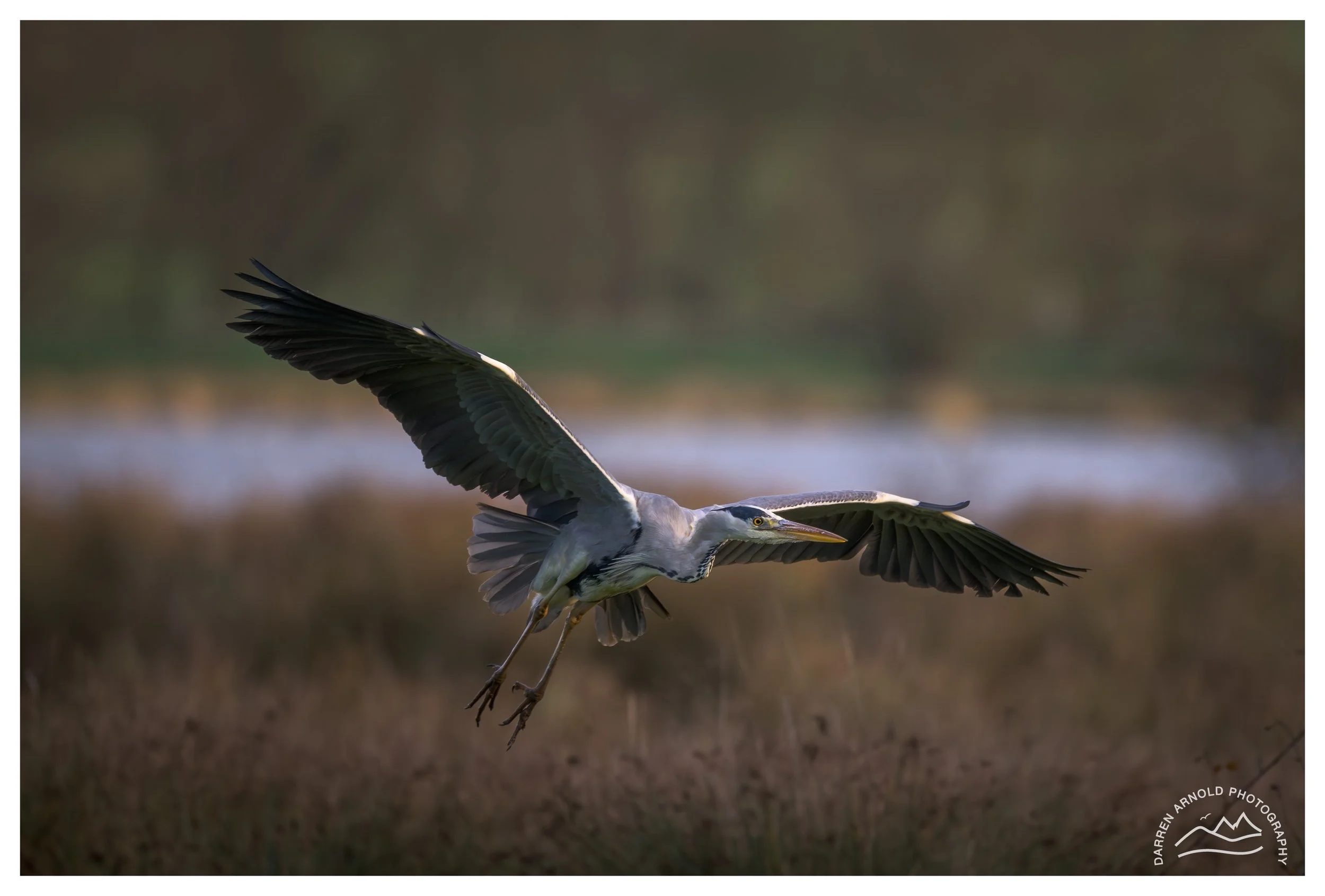 Web_Grey Heron_20251211_Stanwick Lakes.jpg