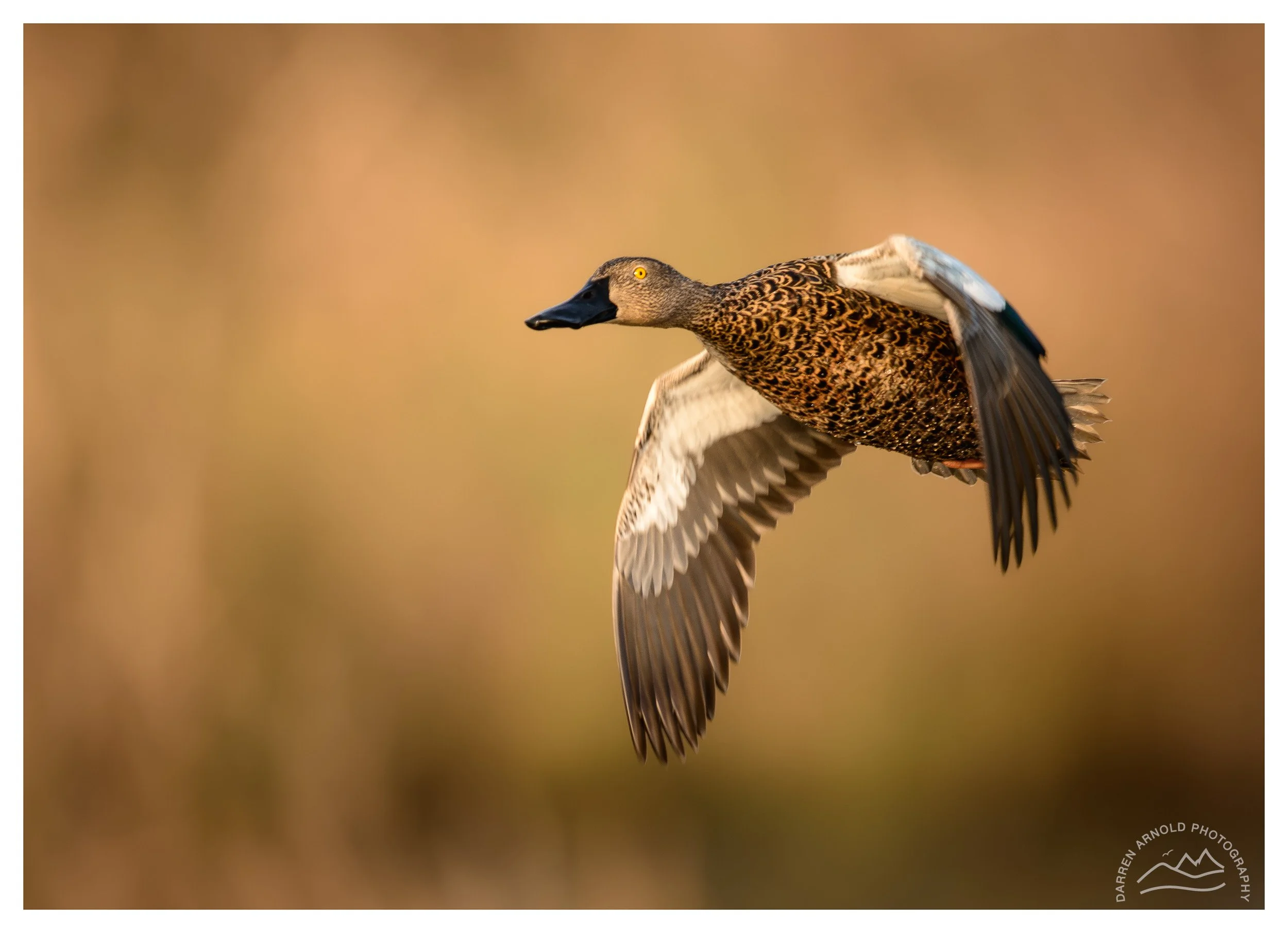 A male teal duck flying with its wings spread across a blurred, warm-colored background.
