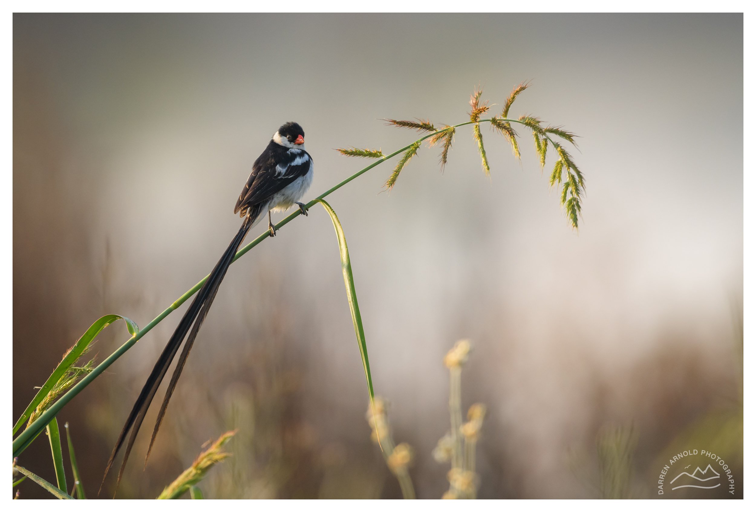 A long-tailed bird with black and white plumage perched on a slender green reed in a natural outdoor setting.