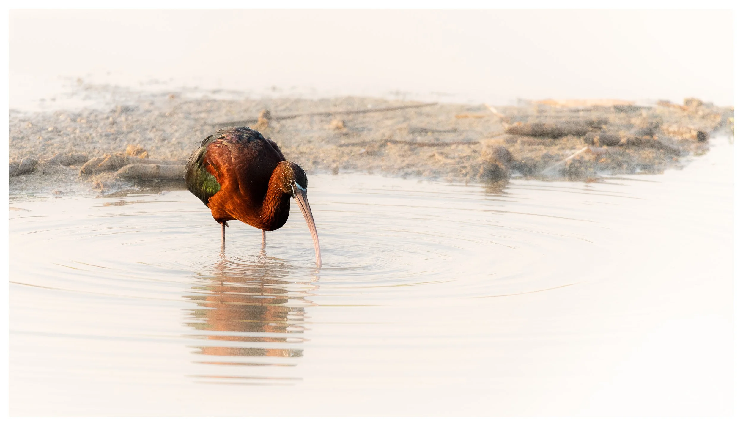 A brown and black bird with a long, curved beak wading in shallow water near the shore, with a misty background.