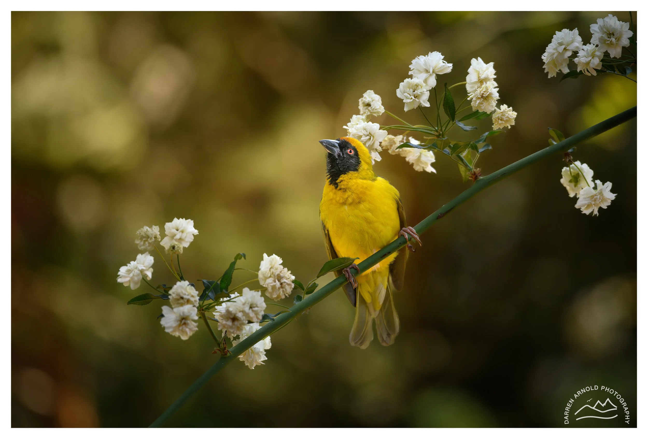 Web_Southern Masked Weaver_20220924_GardenBirds.jpg