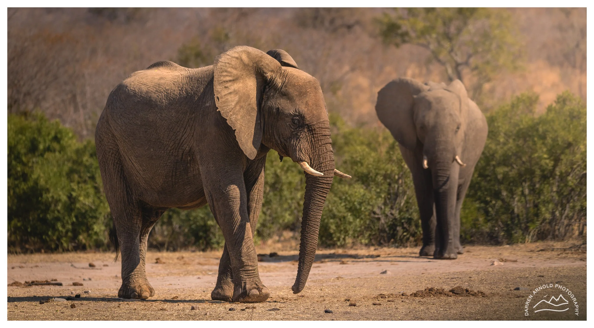 Web_Elephant Fade_Kruger_July25_Day5.jpg