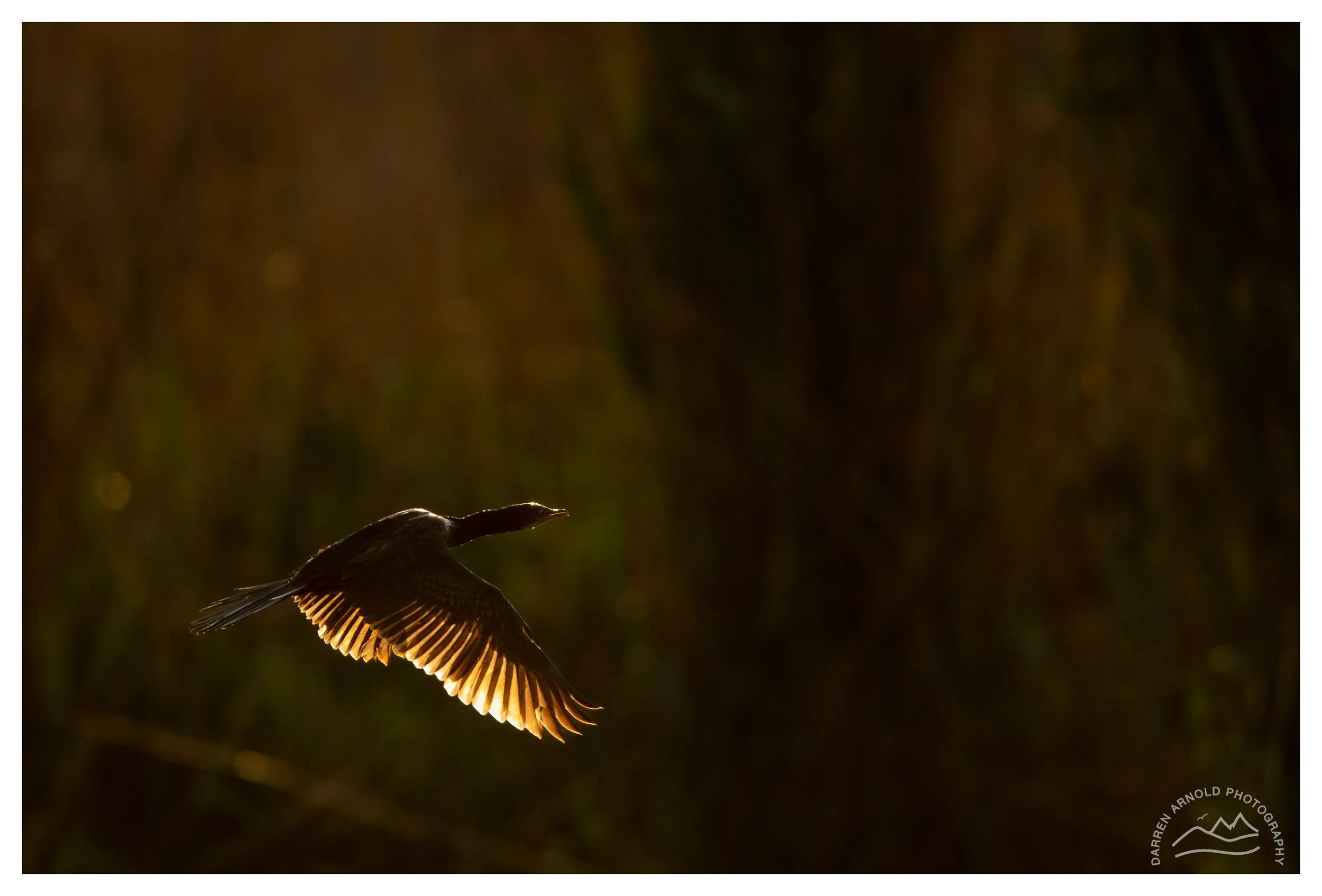 A bird flying with illuminated wing feathers against a dark background, backlit by sunlight.