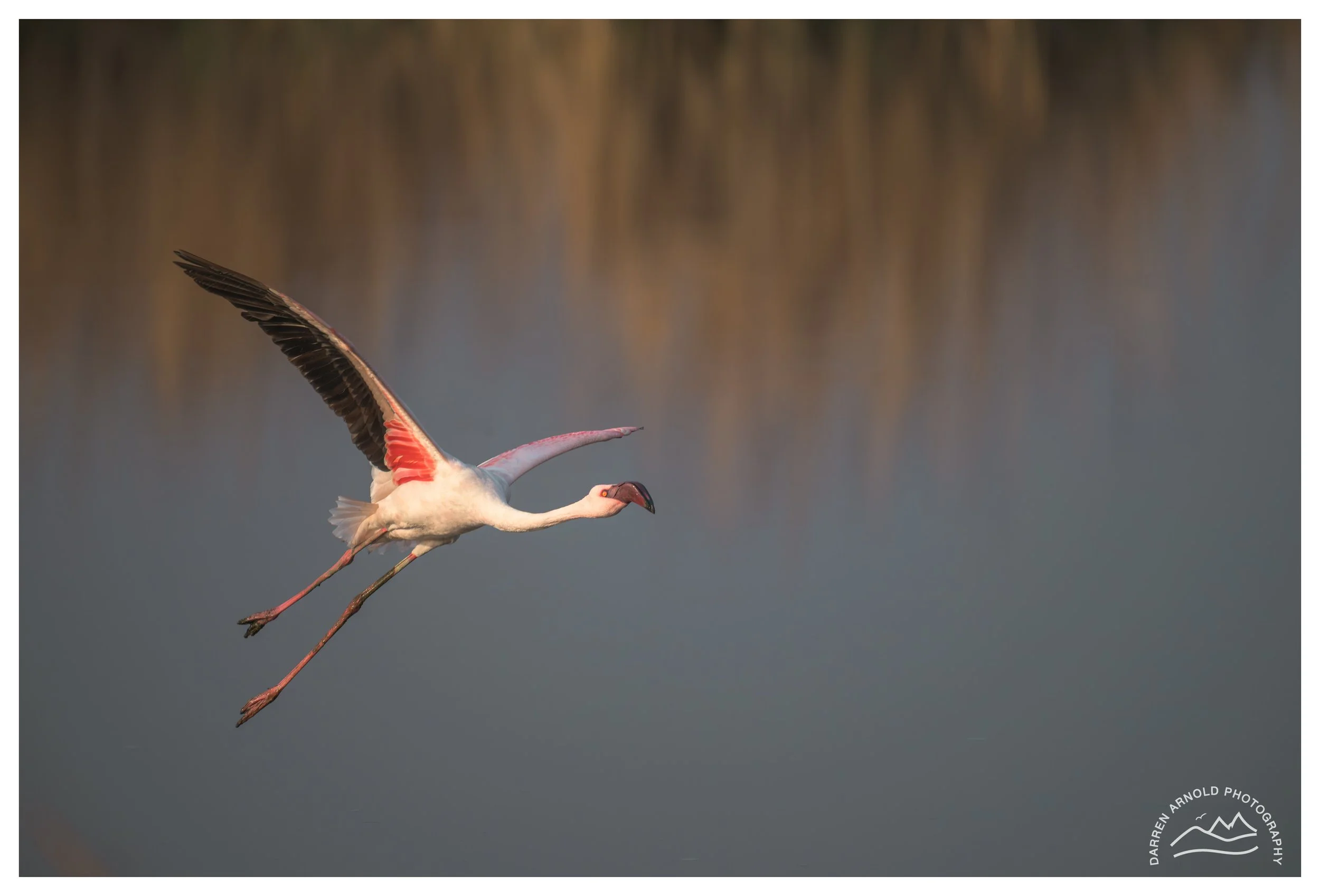 Web_Incoming Flamingo_20250914_Marievale.jpg