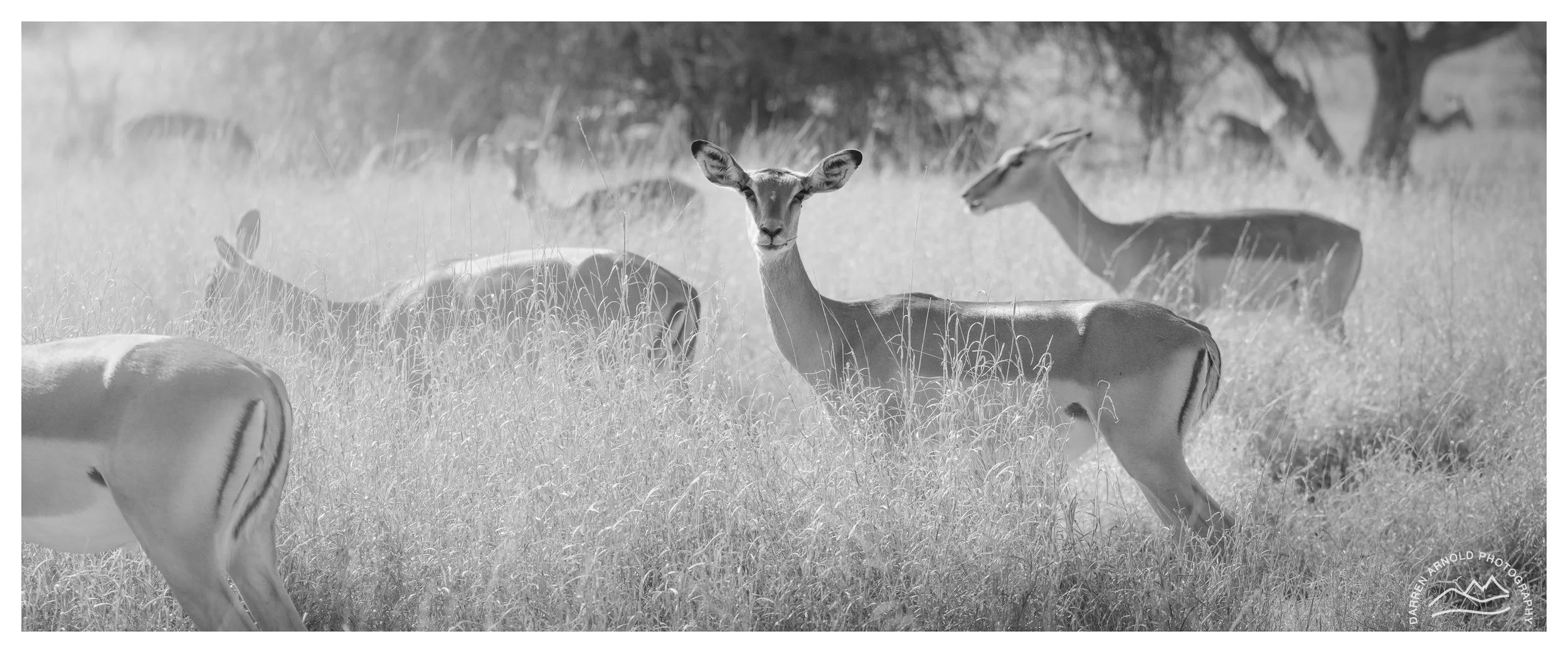 Web_Impala Pano B&W_Kruger_July25_Day3.jpg