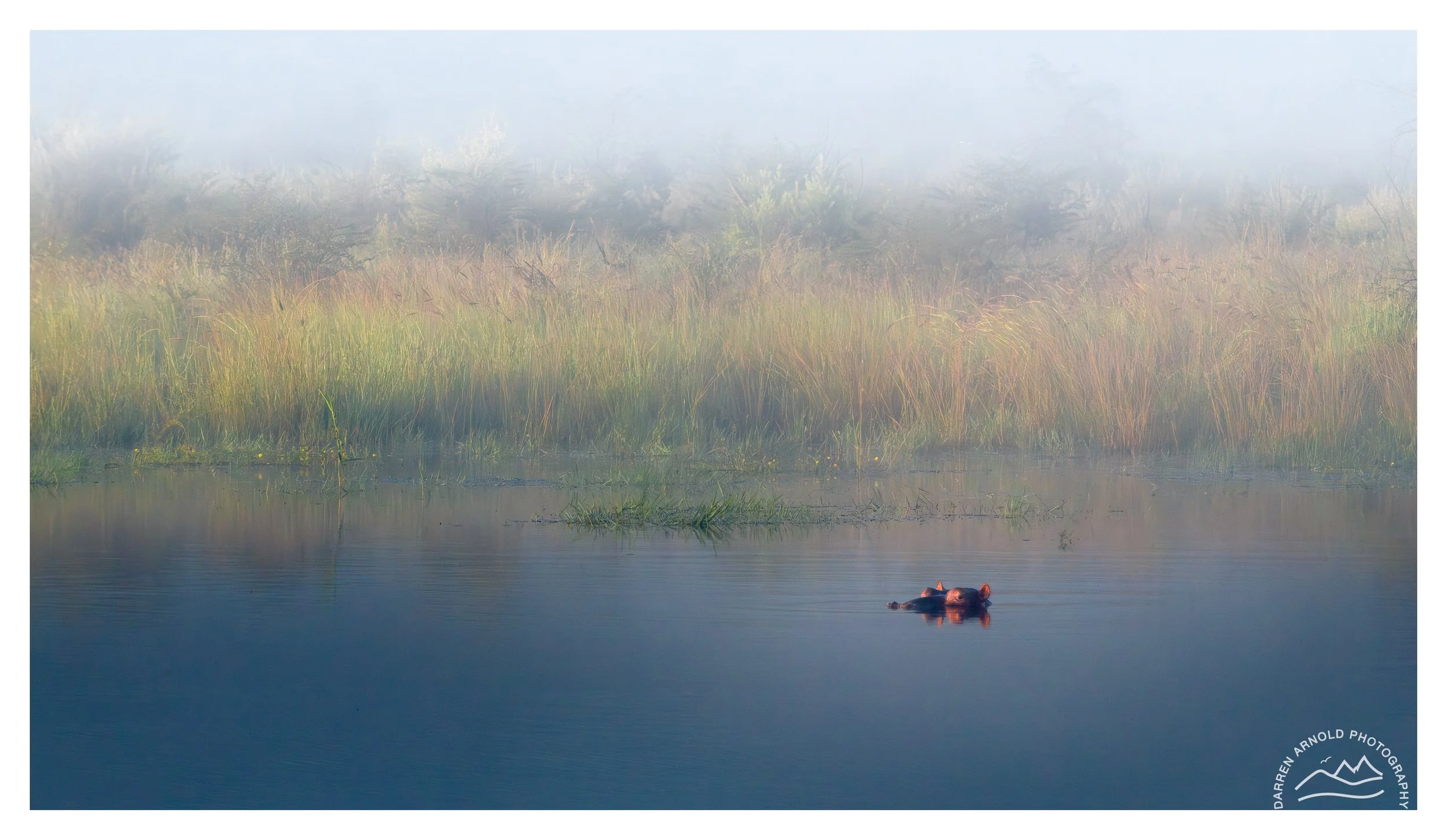 Web_Head above Water_20250329_Pilanesberg.jpg
