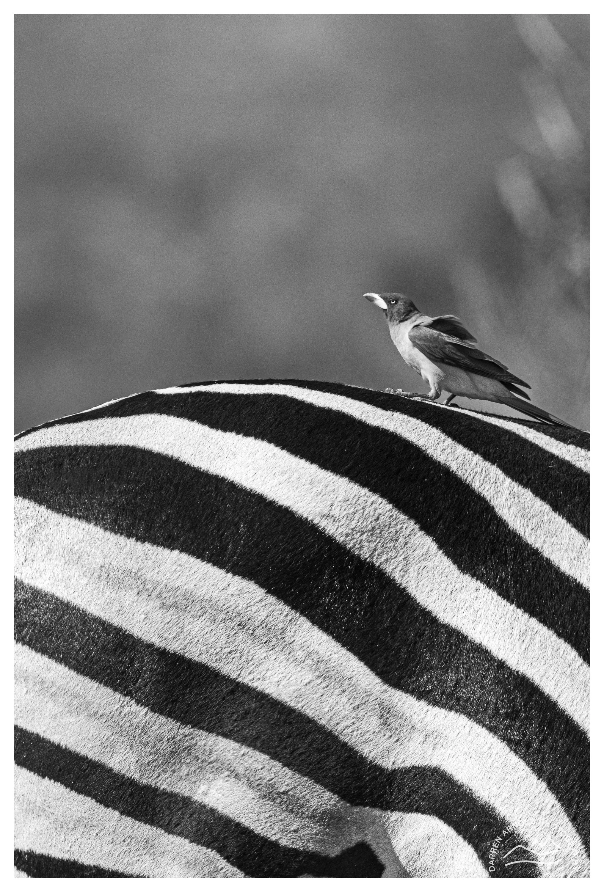 Web_Ride on Zebra_Kruger_July25_Day4.jpg