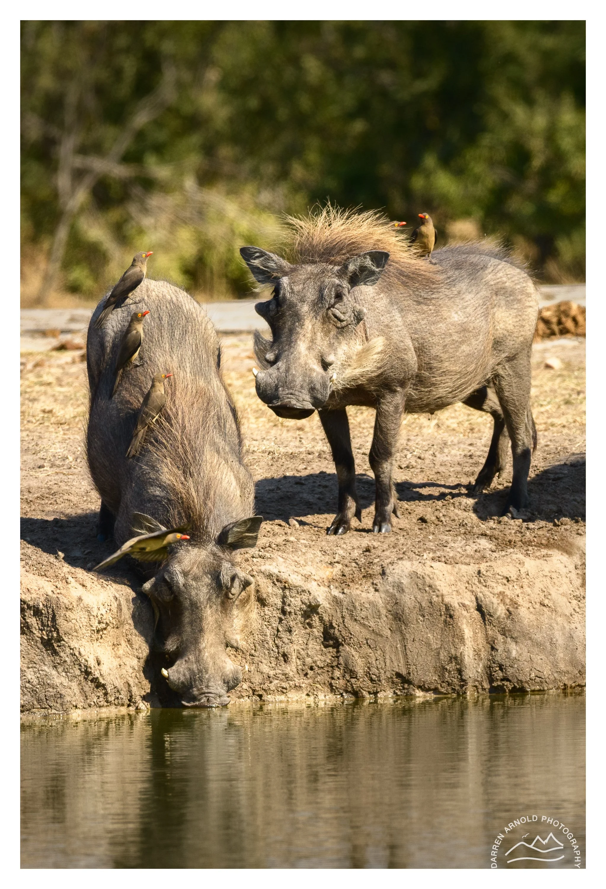 Web_Warthog and Passengers_Kruger_July25_Day5.jpg