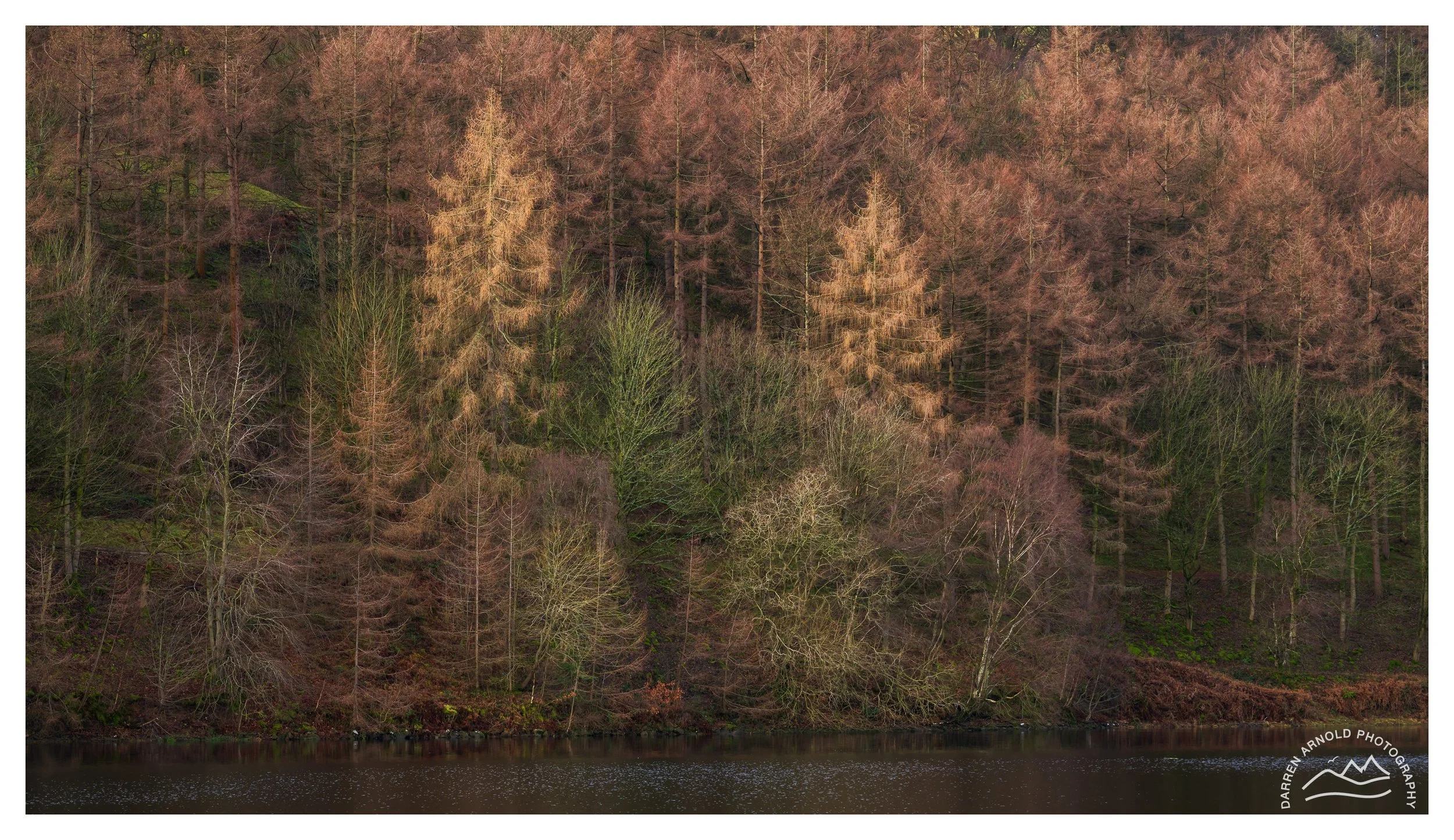 Web_Colourful Trees_20260114_Peak District_Lady Bower Reservoir.jpg