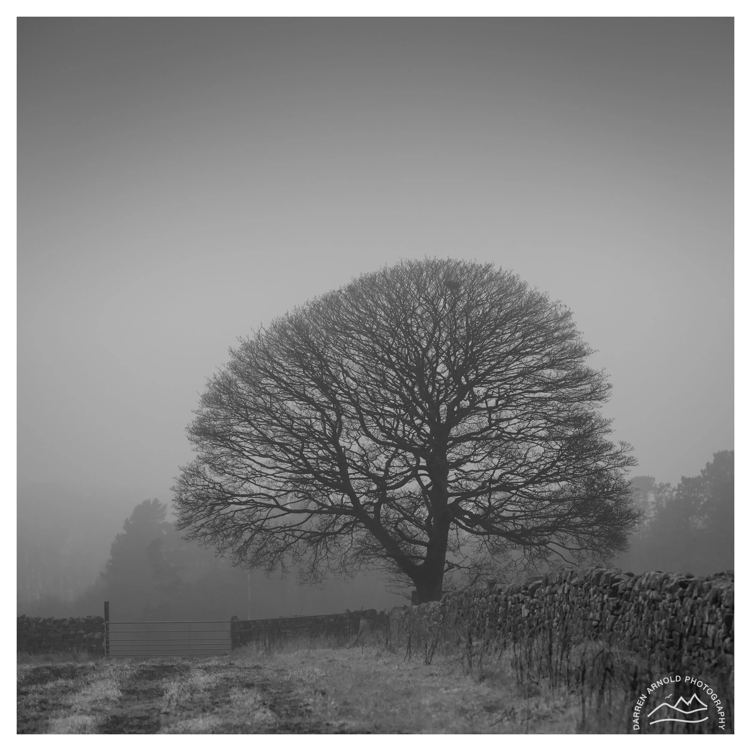 Web_Farmers Tree B&W_20260115_Peak District_Lumsdale Valley.jpg